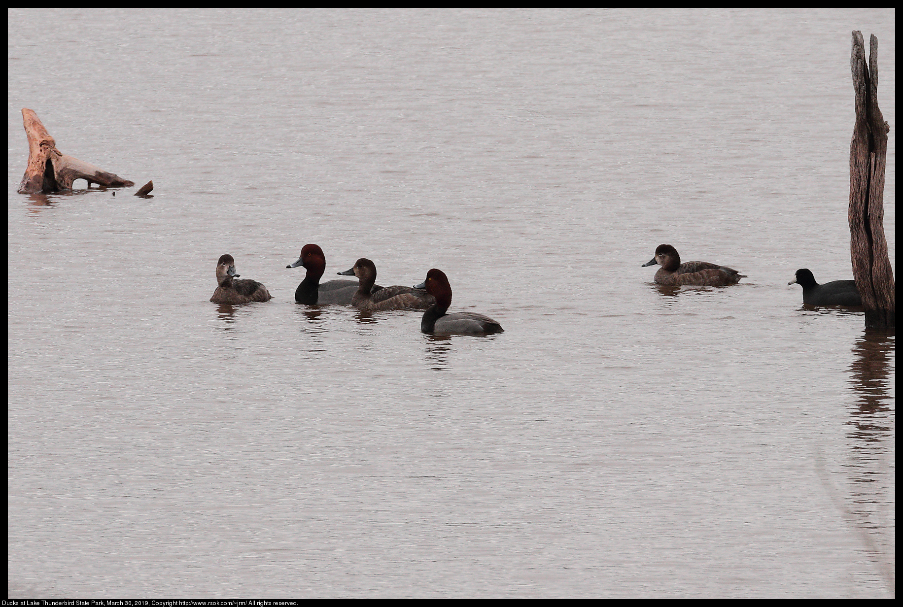 Ducks at Lake Thunderbird State Park, March 30, 2019