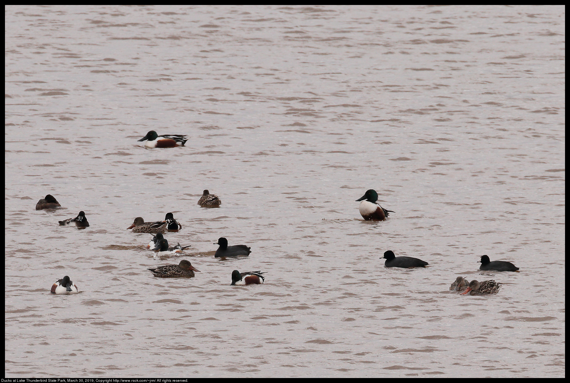 Ducks at Lake Thunderbird State Park, March 30, 2019