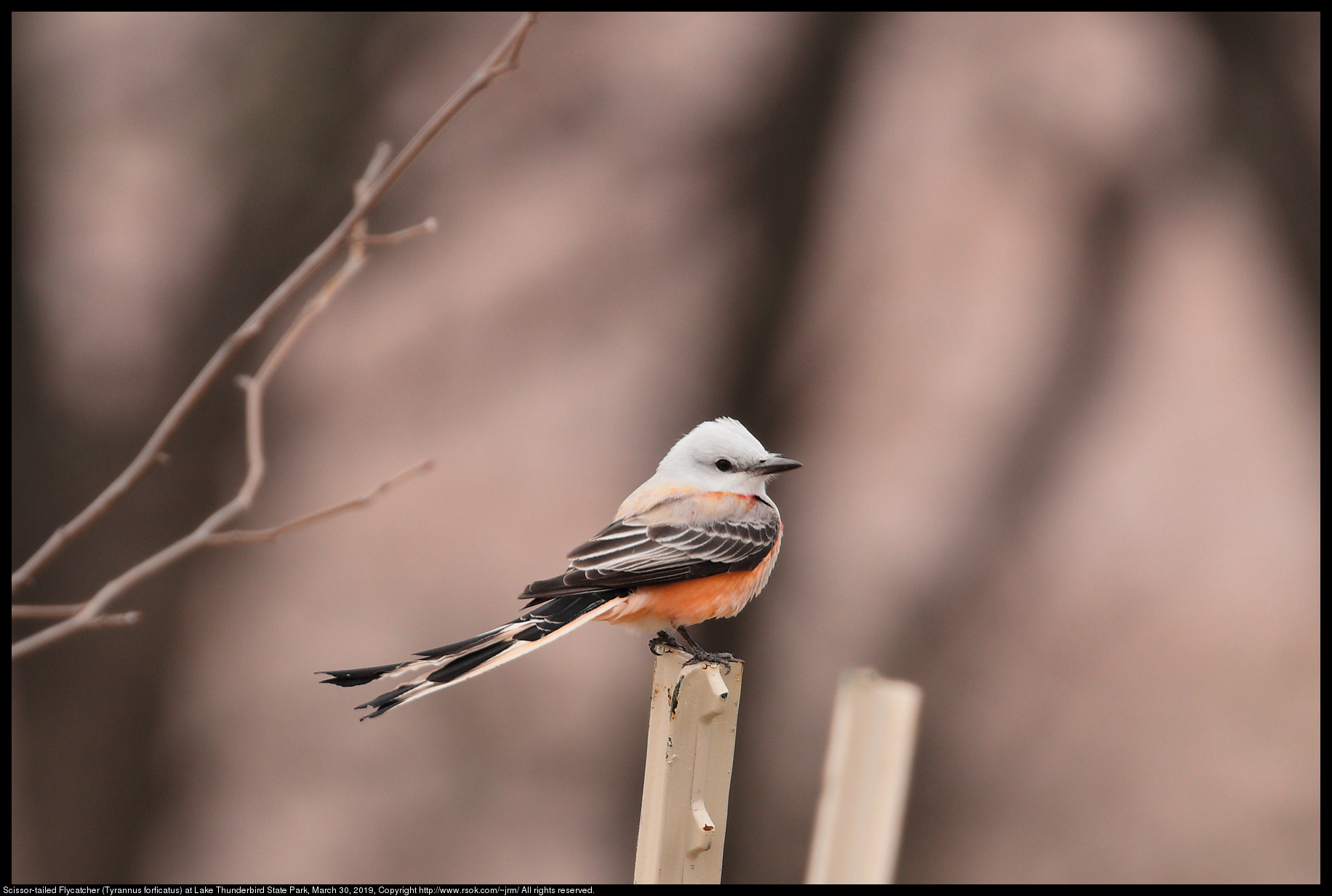 Scissor-tailed Flycatcher (Tyrannus forficatus) at Lake Thunderbird State Park, March 30, 2019