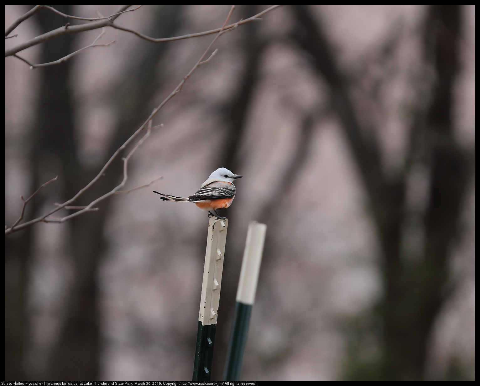 'Scissor-tailed Flycatcher (Tyrannus forficatus) at Lake Thunderbird State Park, March 30, 2019