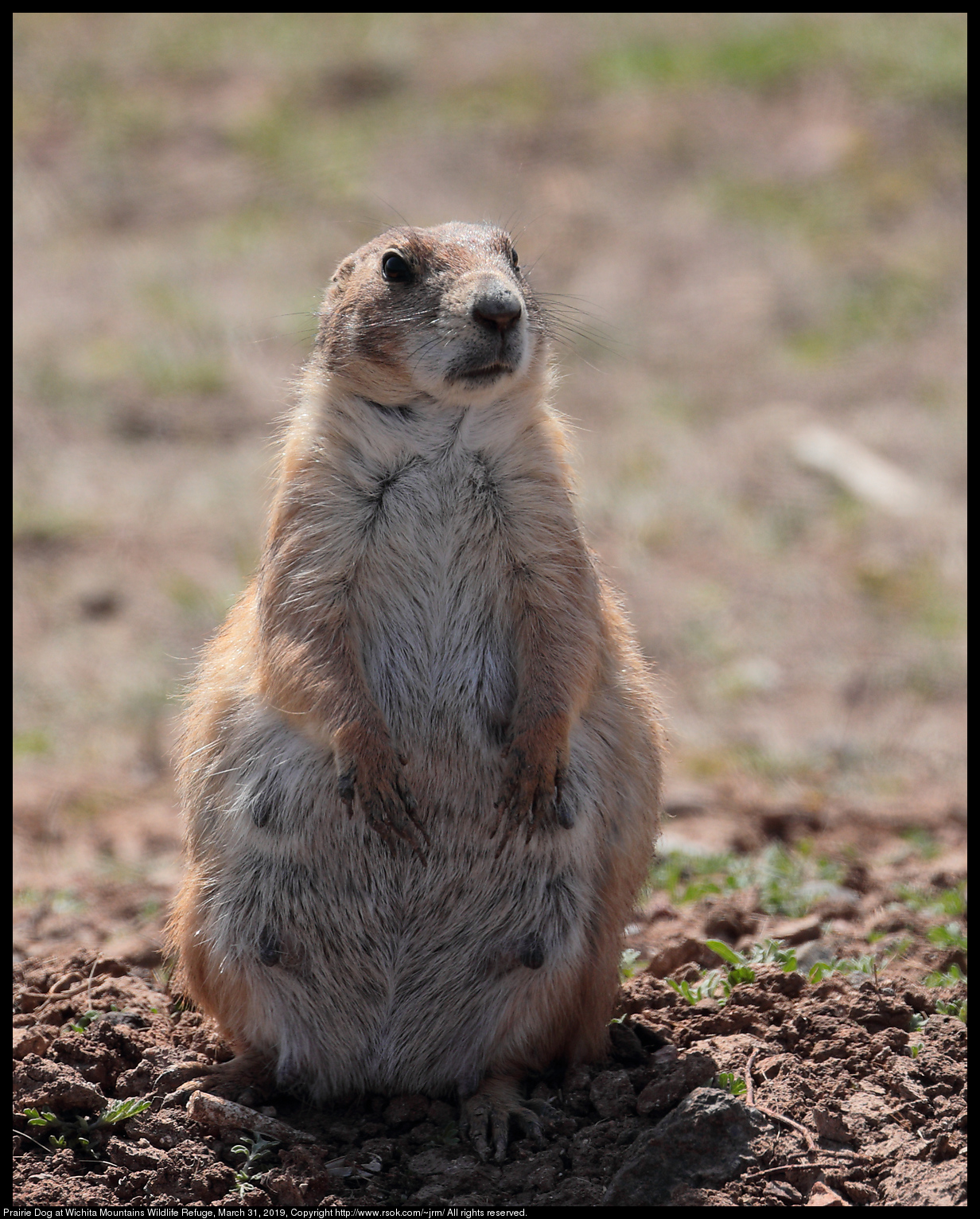 Prairie Dog at Wichita Mountains Wildlife Refuge, March 31, 2019