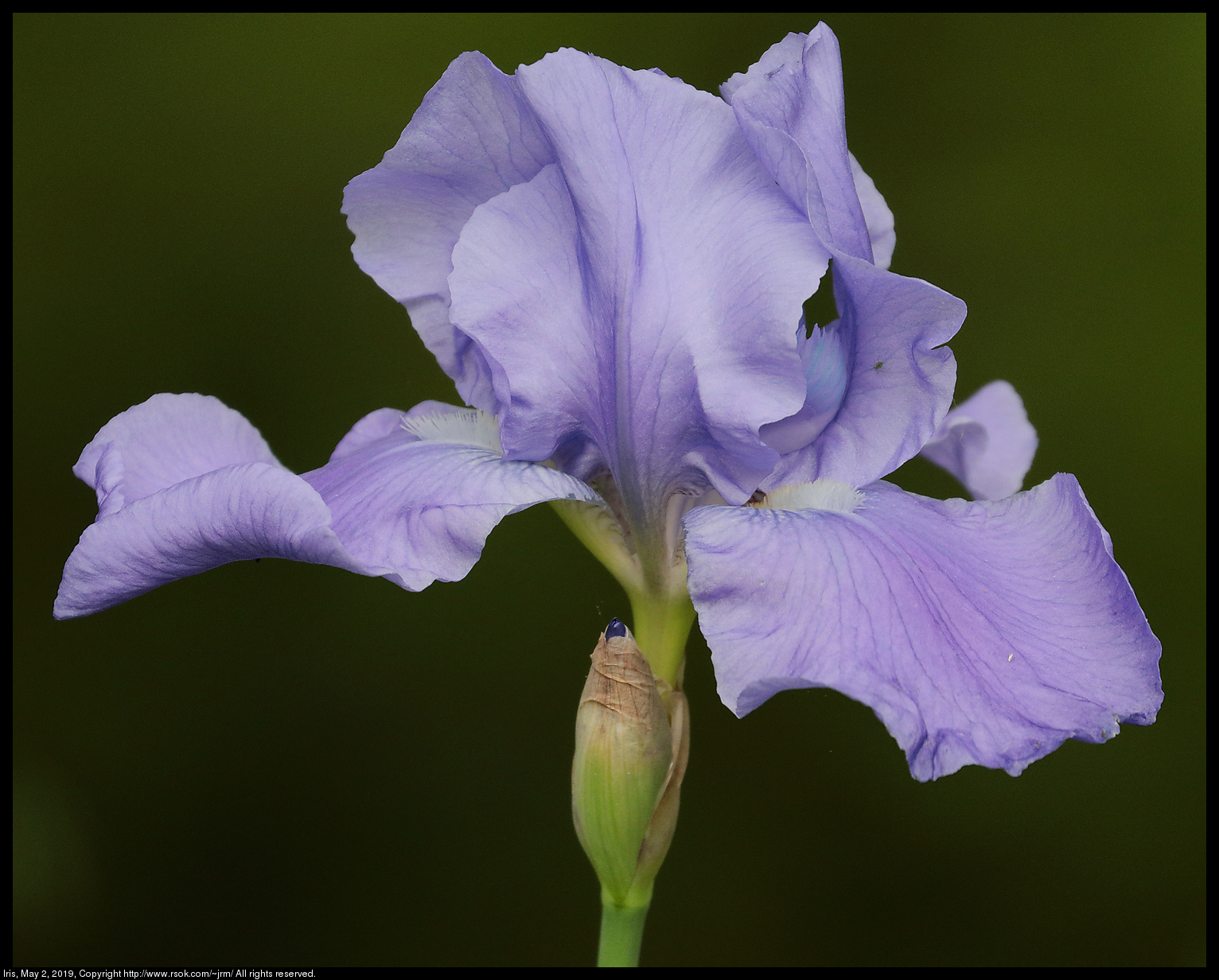 Iris, May 2, 2019