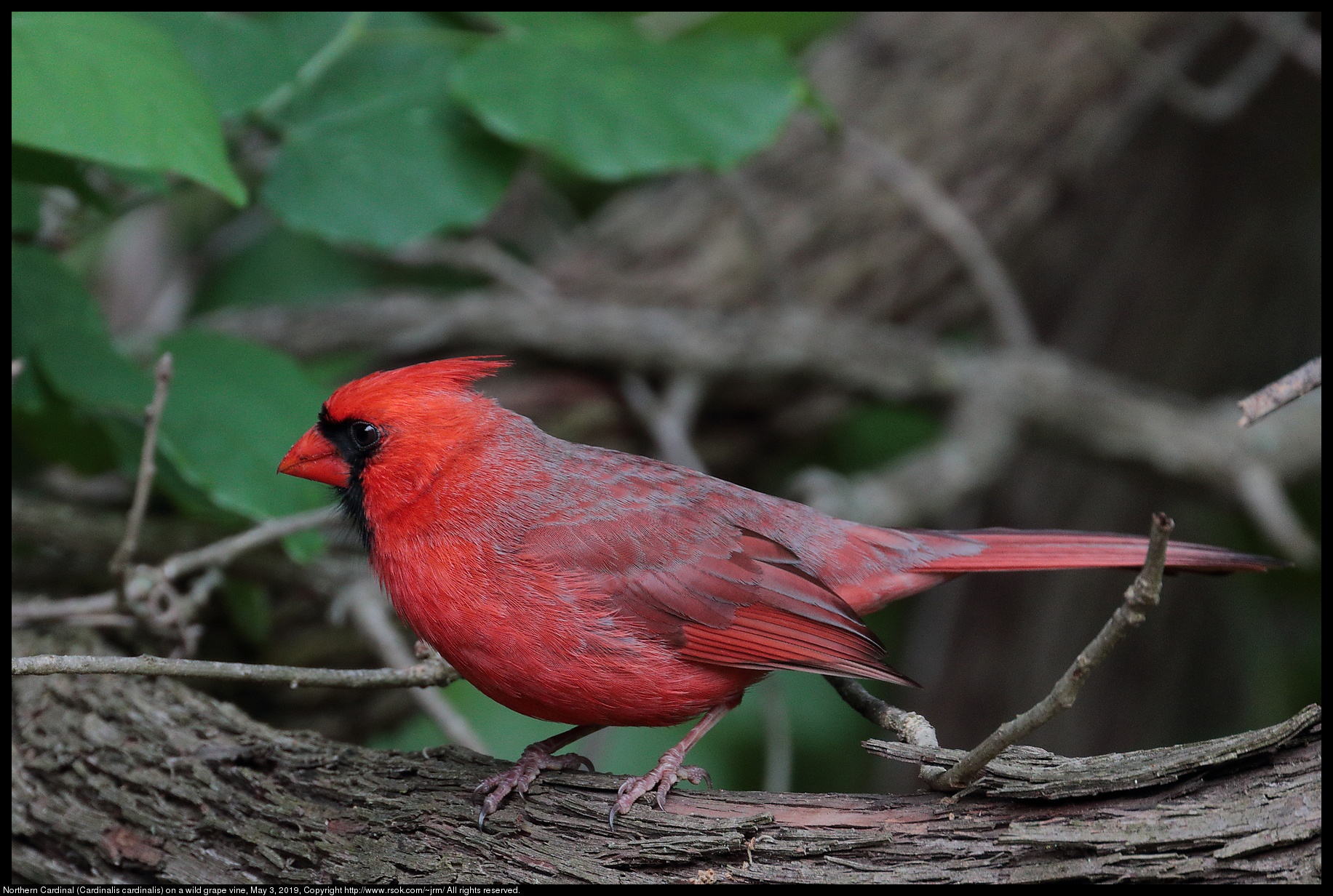 Northern Cardinal (Cardinalis cardinalis) on a wild grape vine, May 3, 2019