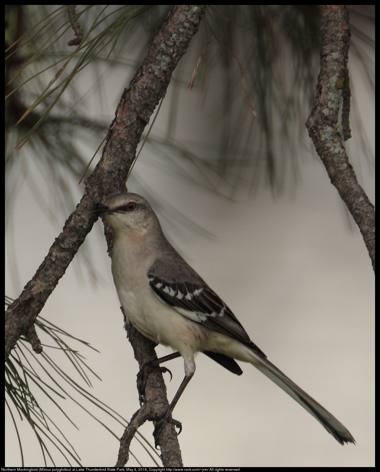 Northern Mockingbird (Mimus polyglottos) at Lake Thunderbird State Park, May 6, 2019