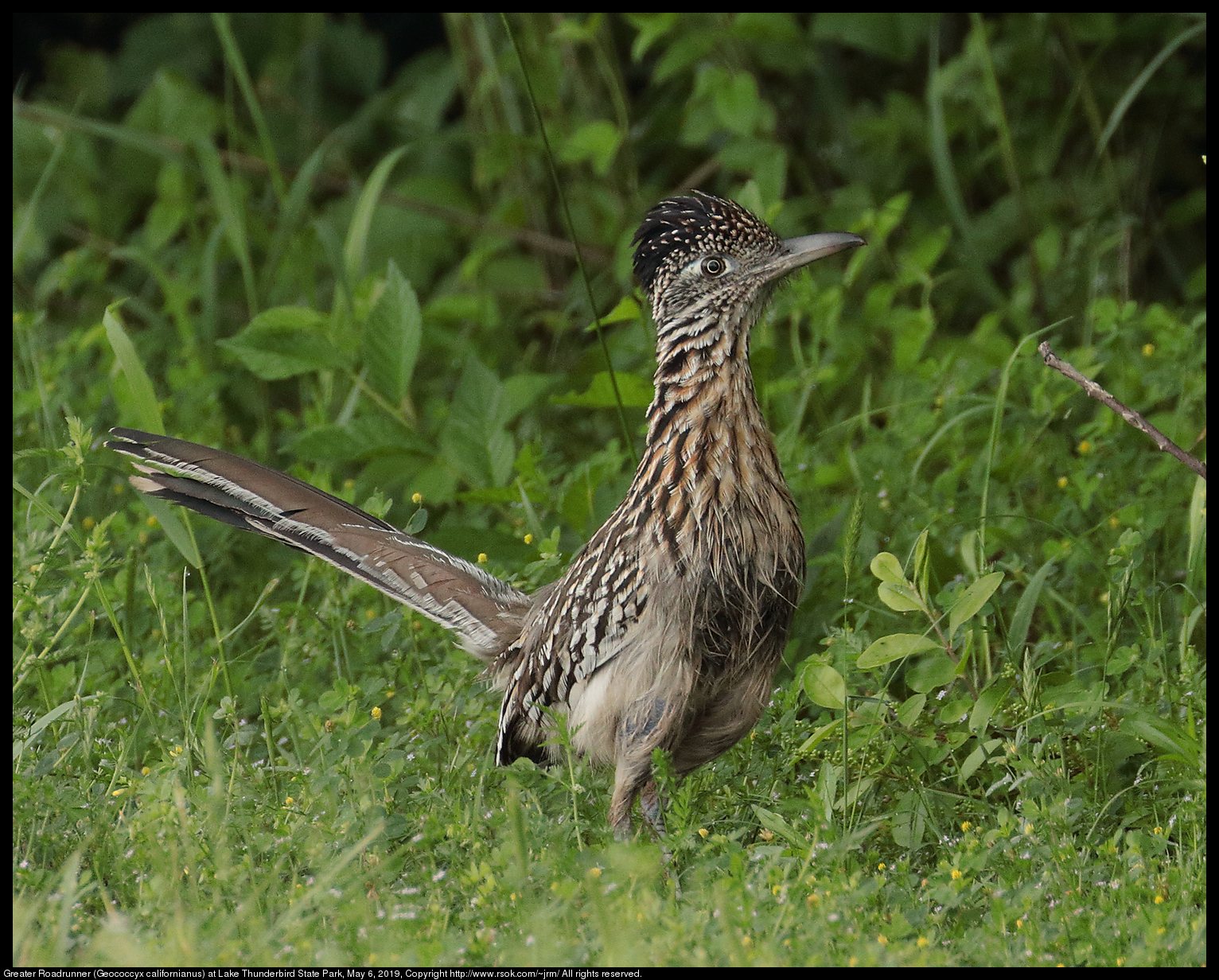 Greater Roadrunner (Geococcyx californianus) at Lake Thunderbird State Park, May 6, 2019