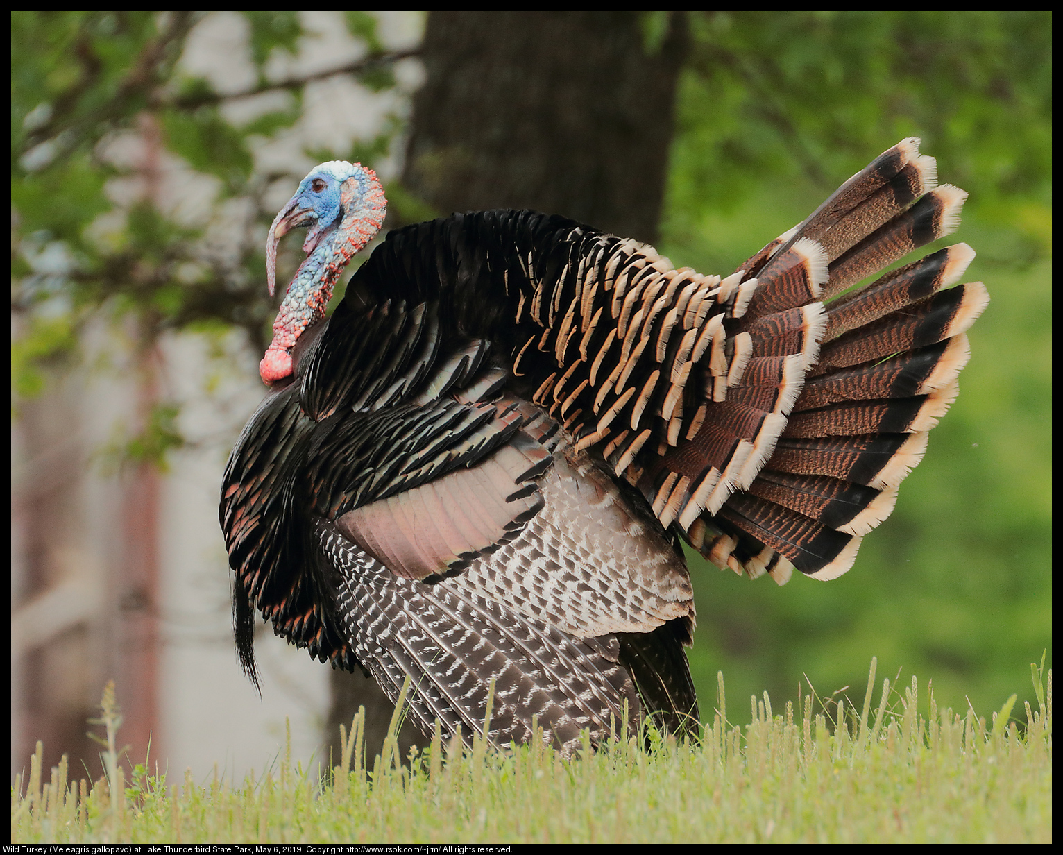 Wild Turkey (Meleagris gallopavo) at Lake Thunderbird State Park, May 6, 2019