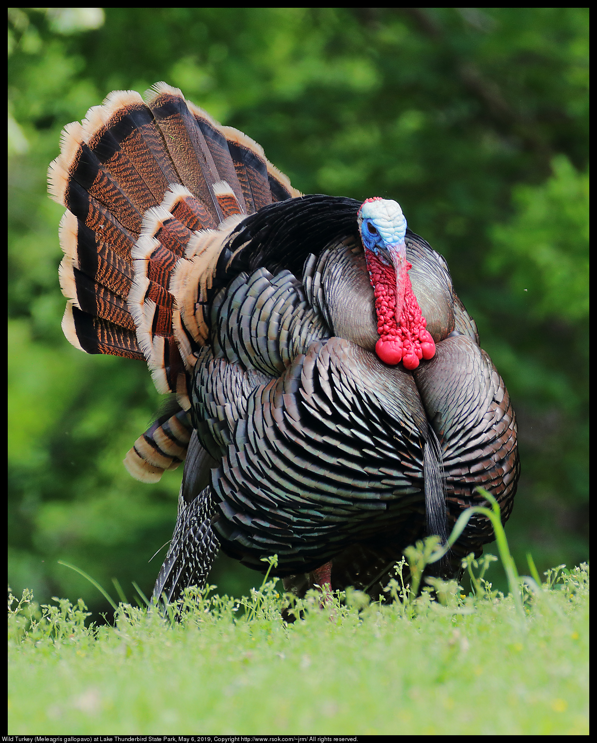 Wild Turkey (Meleagris gallopavo) at Lake Thunderbird State Park, May 6, 2019