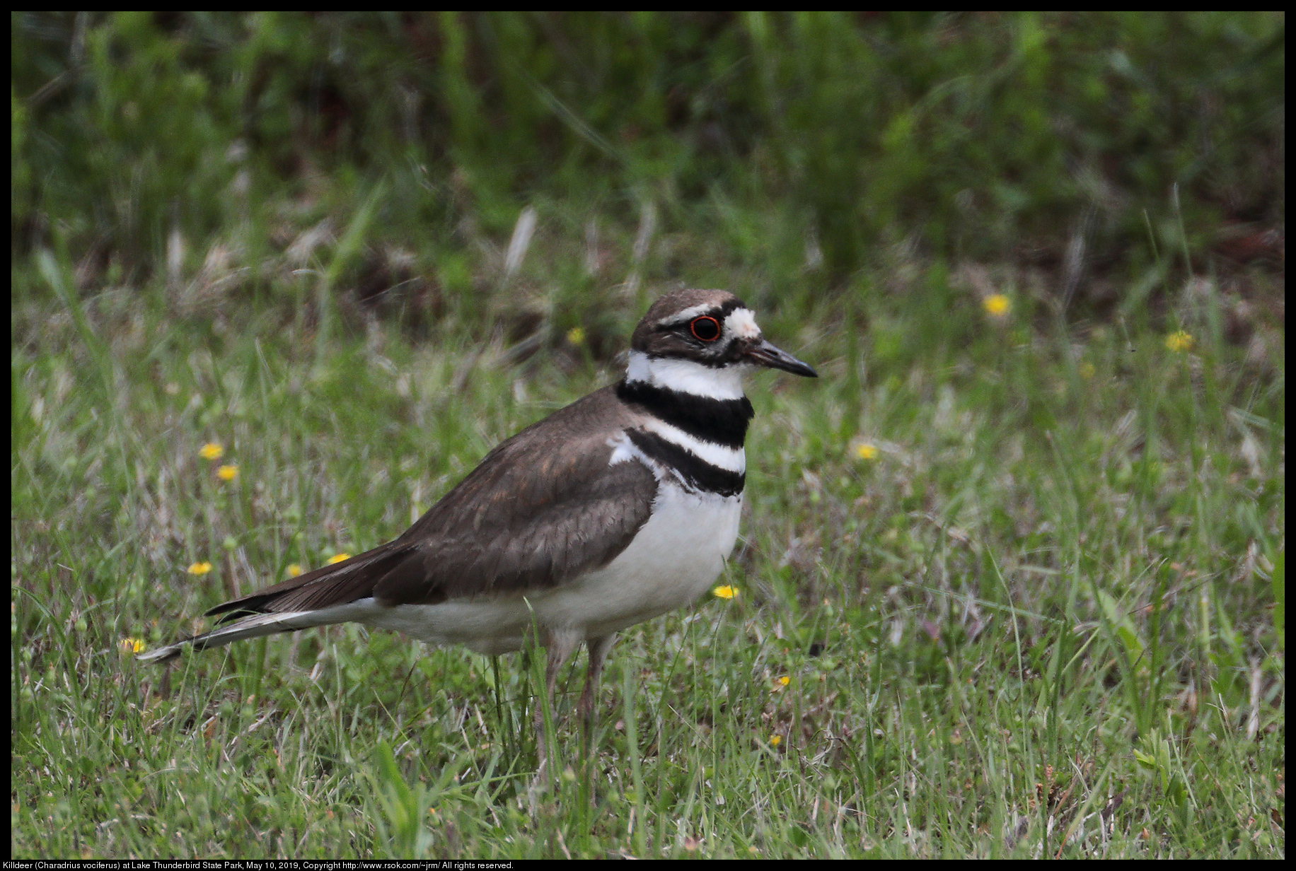 Killdeer (Charadrius vociferus) at Lake Thunderbird State Park, May 10, 2019