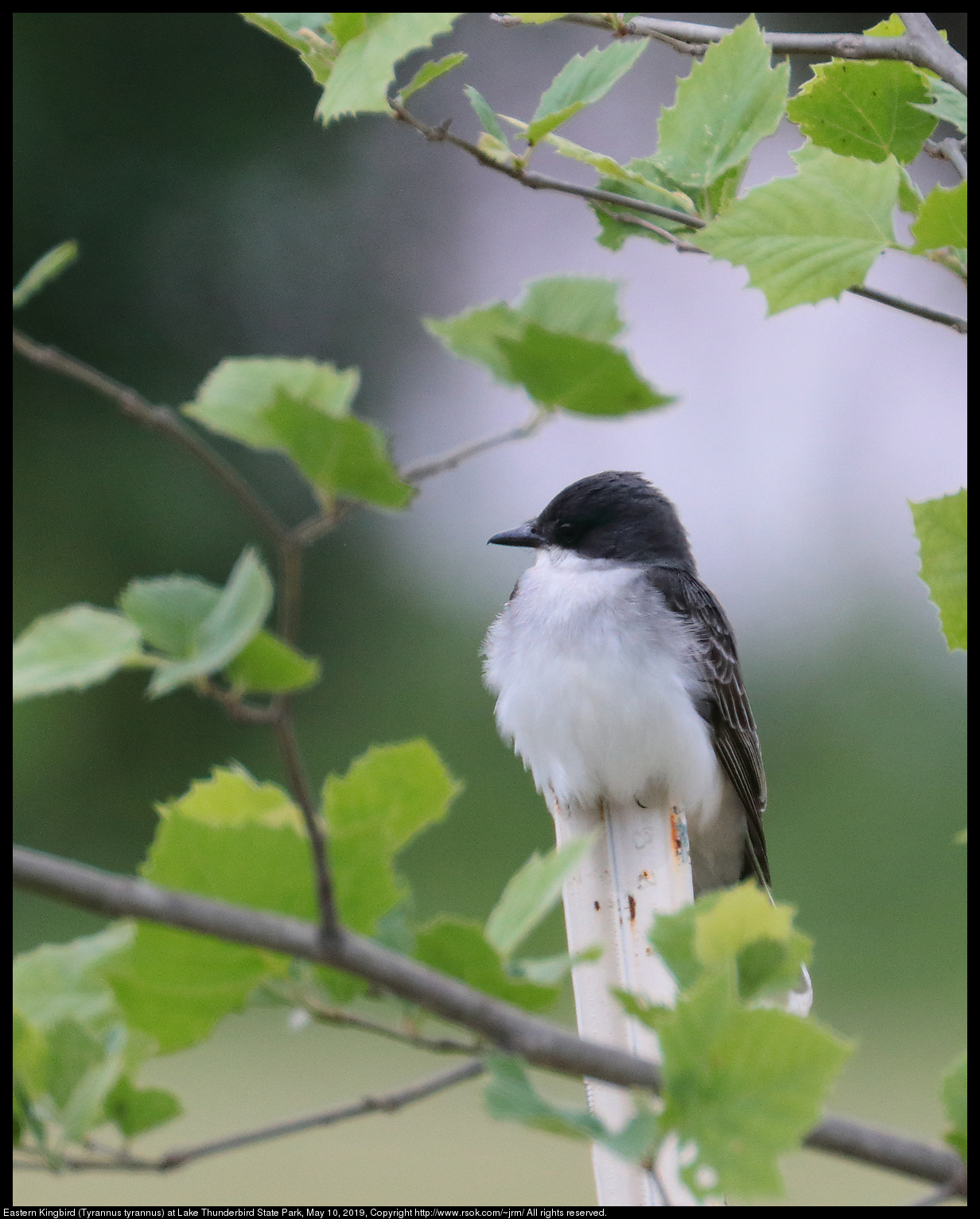 Eastern Kingbird (Tyrannus tyrannus) at Lake Thunderbird State Park, May 10, 2019