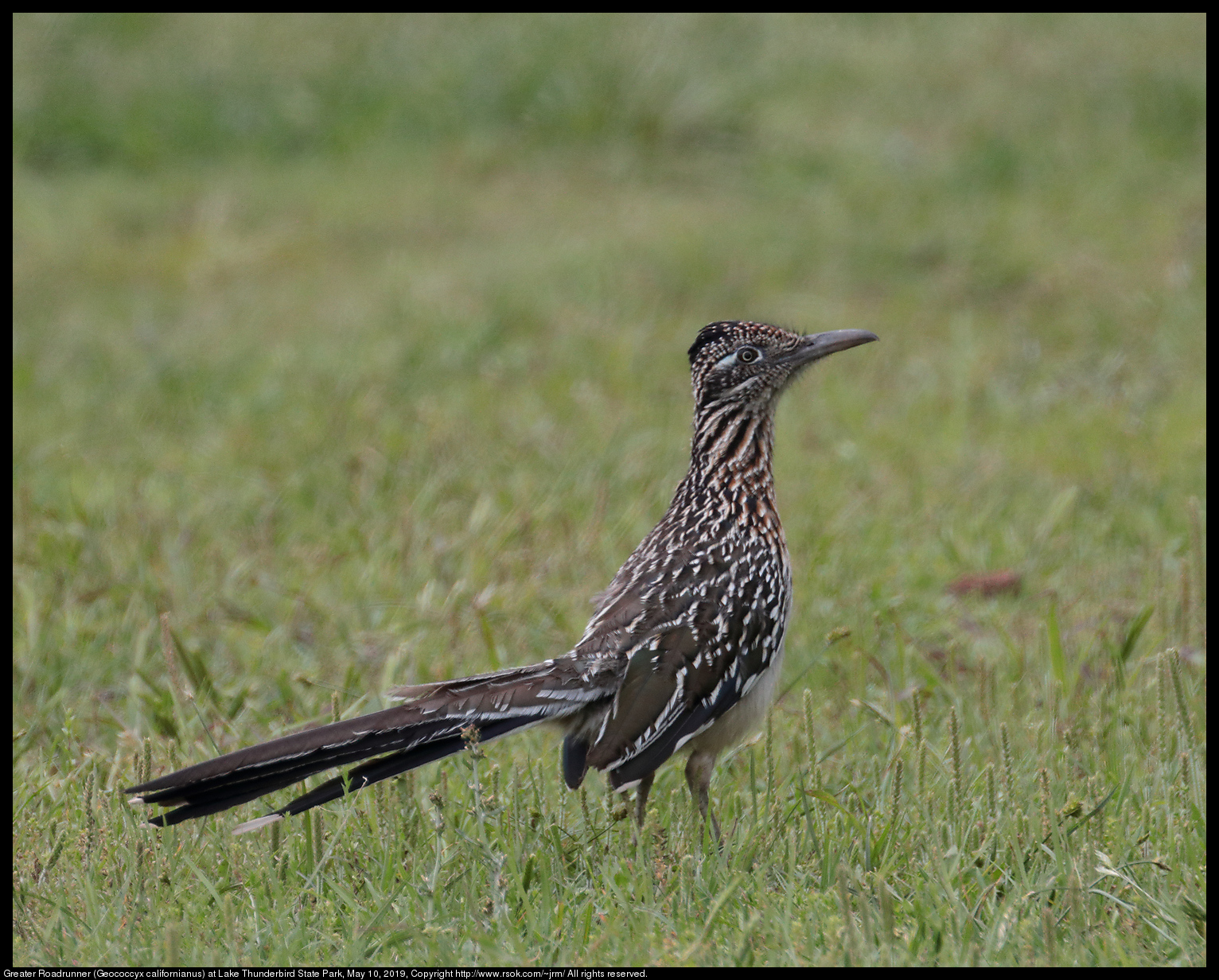 Greater Roadrunner (Geococcyx californianus) at Lake Thunderbird State Park, May 10, 2019