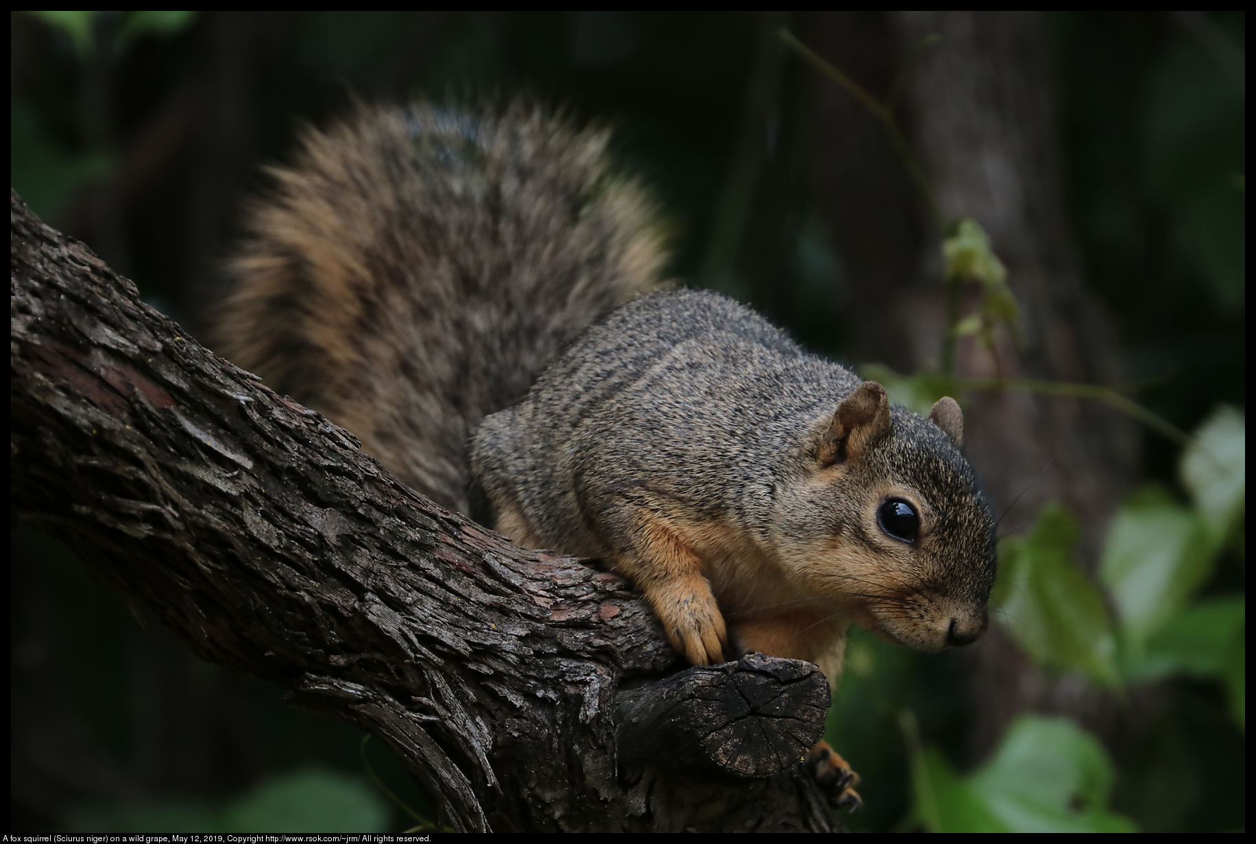 A fox squirrel (Sciurus niger) on a wild grape, May 12, 2019