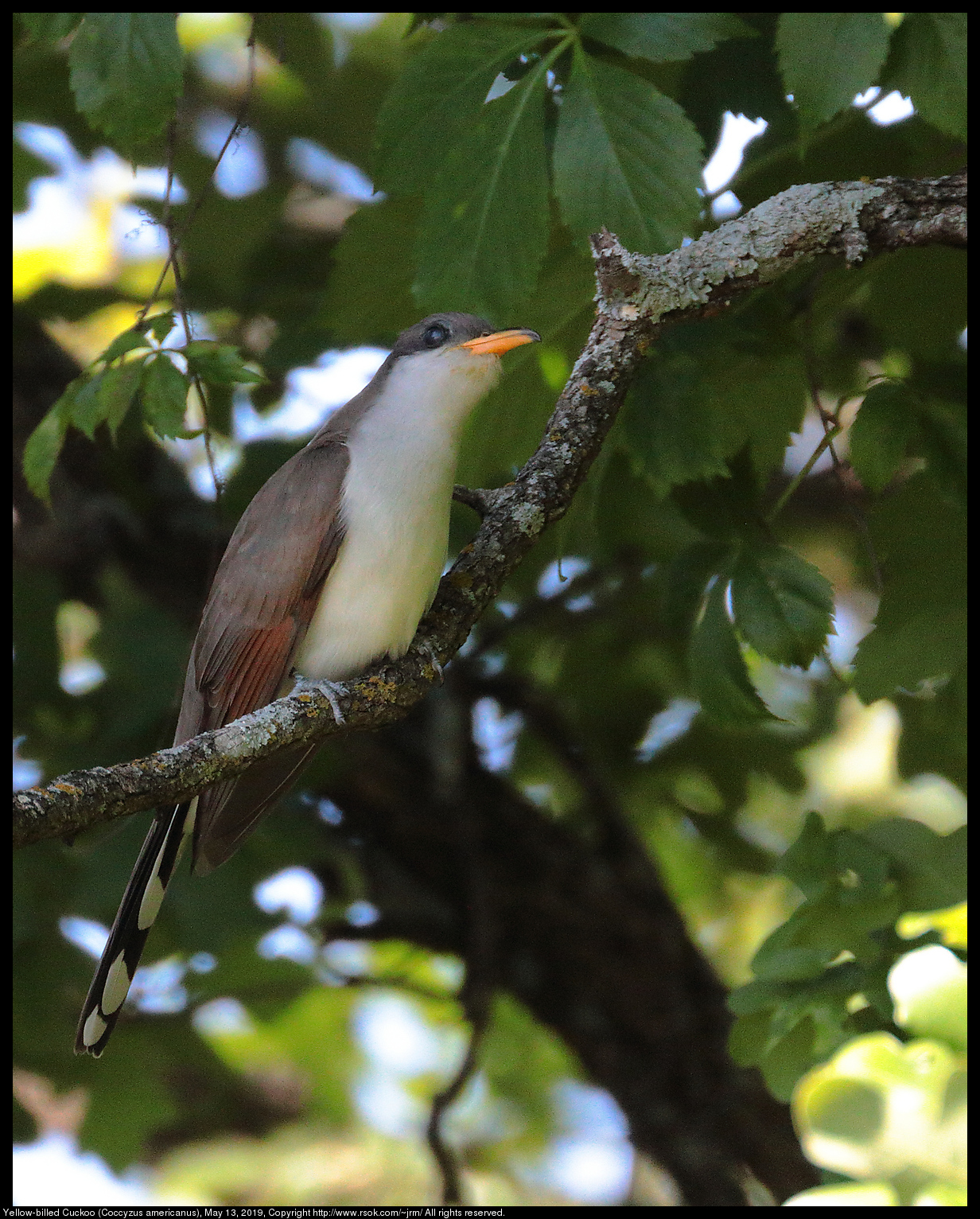 Yellow-billed Cuckoo (Coccyzus americanus), May 13, 2019