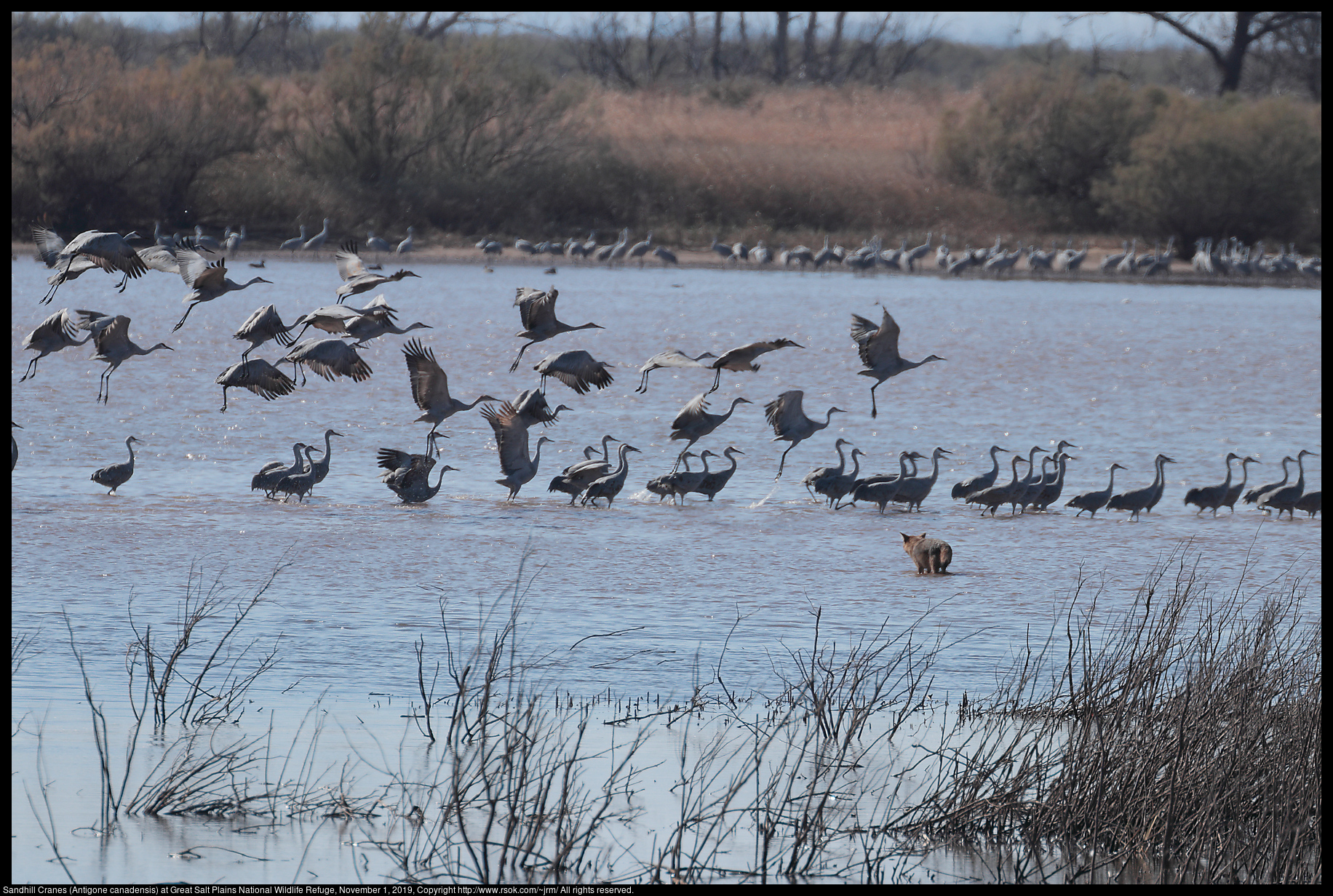 Sandhill Cranes (Antigone canadensis) at Great Salt Plains National Wildlife Refuge, November 1, 2019