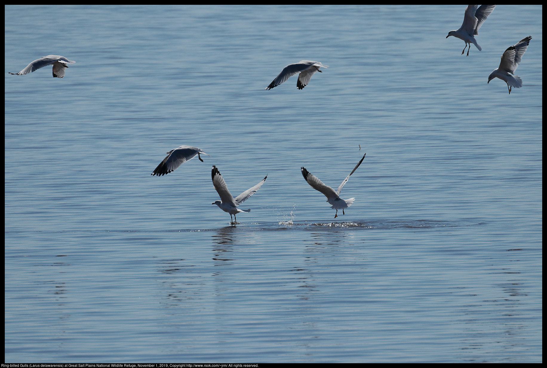 Ring-billed Gulls (Larus delawarensis) at Great Salt Plains National Wildlife Refuge, November 1, 2019