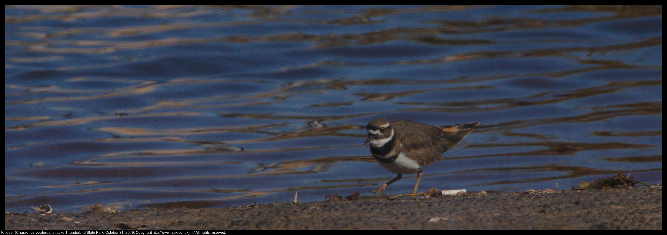 Killdeer (Charadrius vociferus) at Lake Thunderbird State Park, October 31, 2019