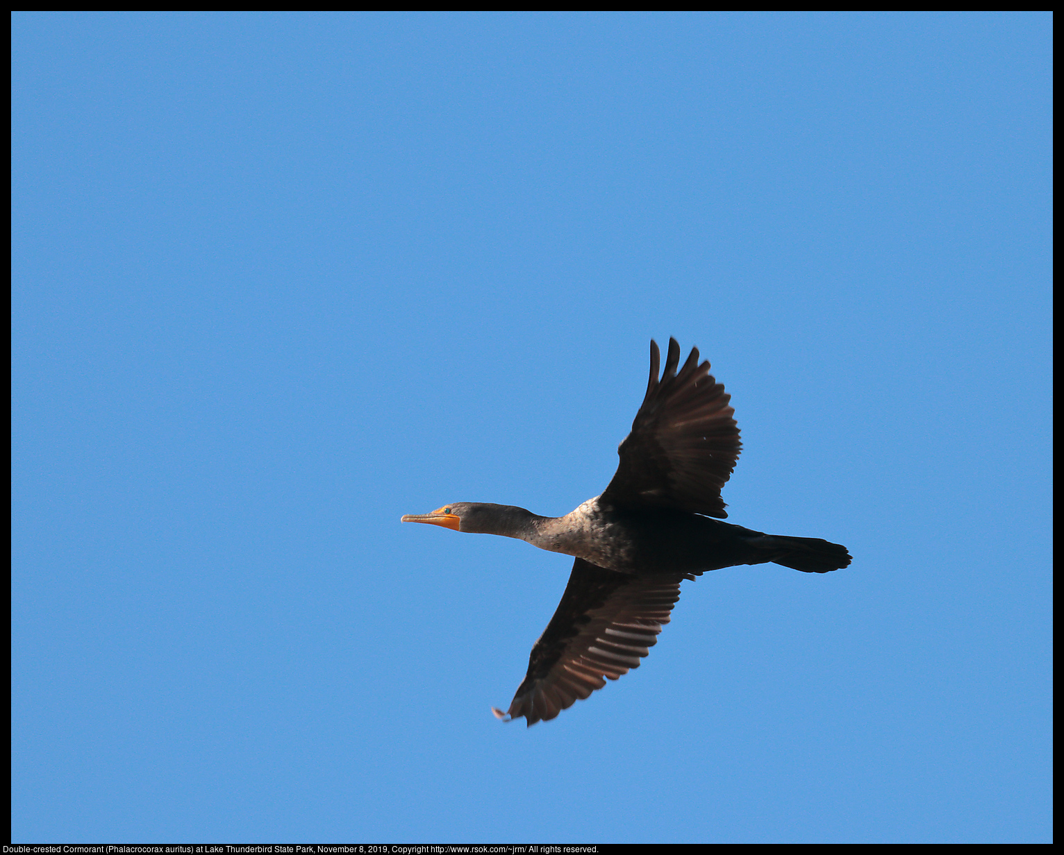 Double-crested Cormorant (Phalacrocorax auritus) at Lake Thunderbird State Park, November 8, 2019