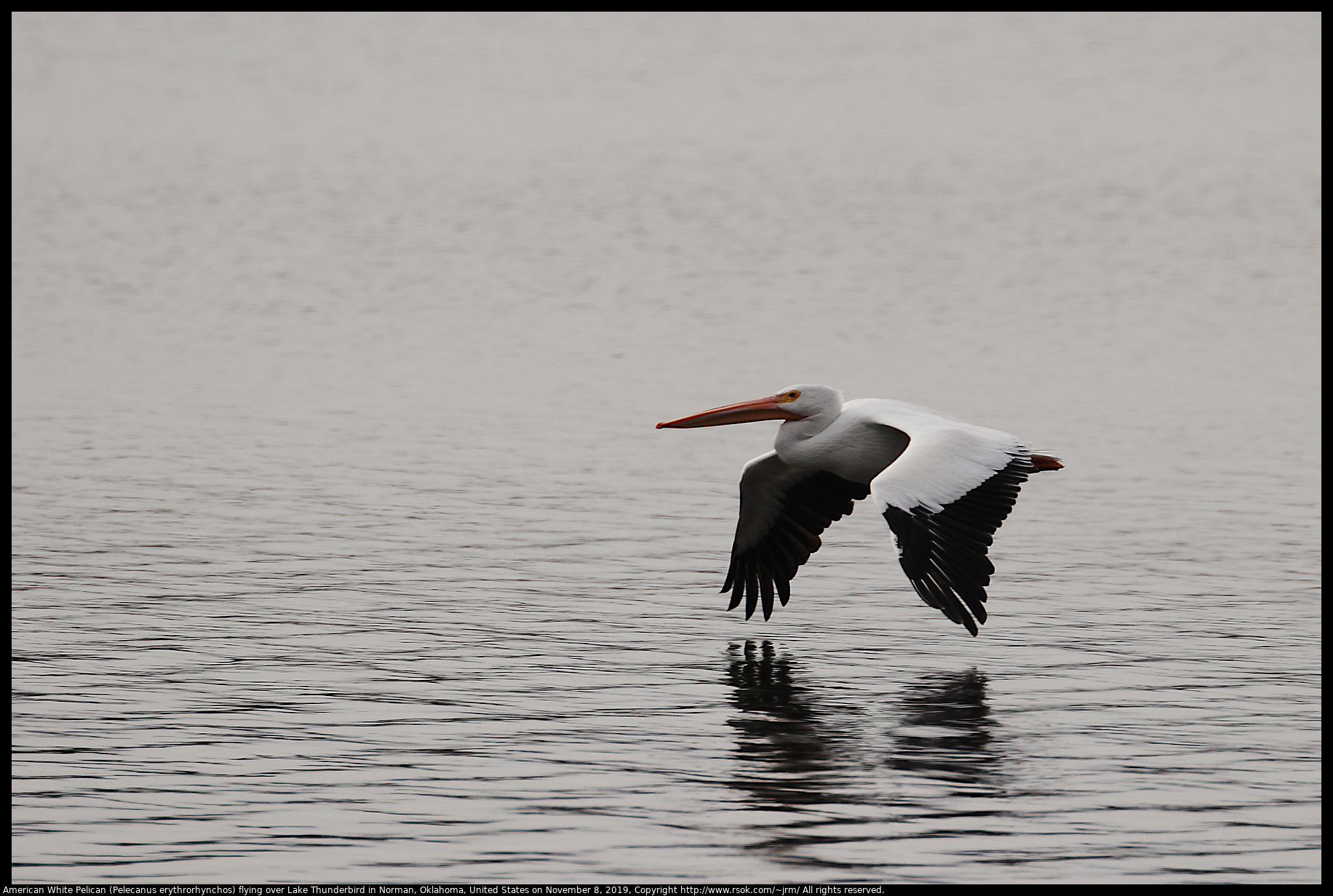 American White Pelican (Pelecanus erythrorhynchos) at Lake Thunderbird State Park, November 8, 2019
