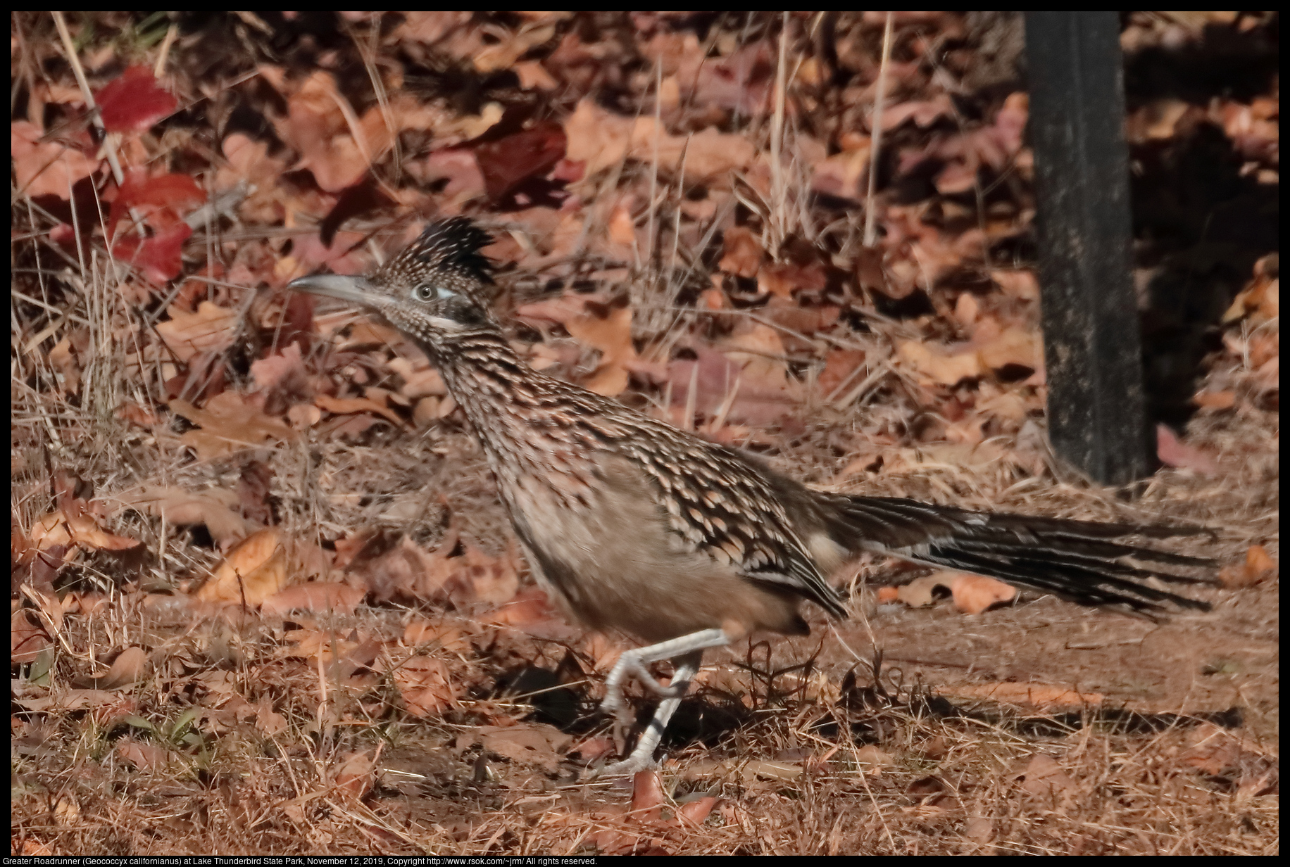 Greater Roadrunner (Geococcyx californianus) at Lake Thunderbird State Park, November 12, 2019