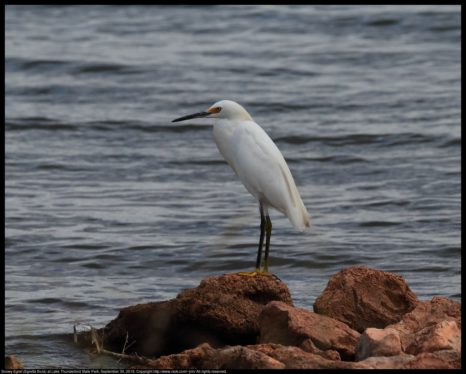 Snowy Egret (Egretta thula) at Lake Thunderbird State Park, September 30, 2019