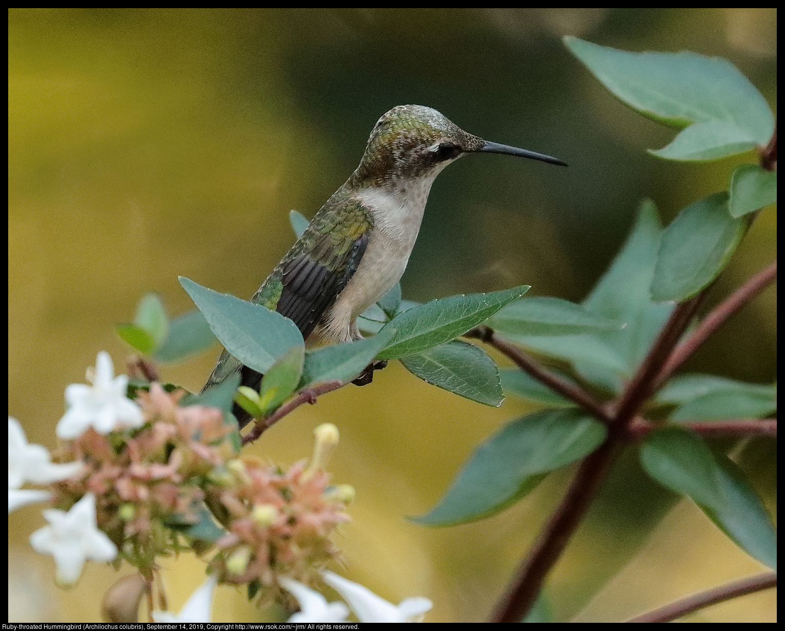 Ruby-throated Hummingbird (Archilochus colubris), September 14, 2019