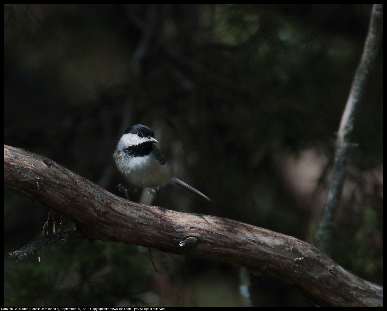 Carolina Chickadee (Poecile carolinensis), September 26, 2019