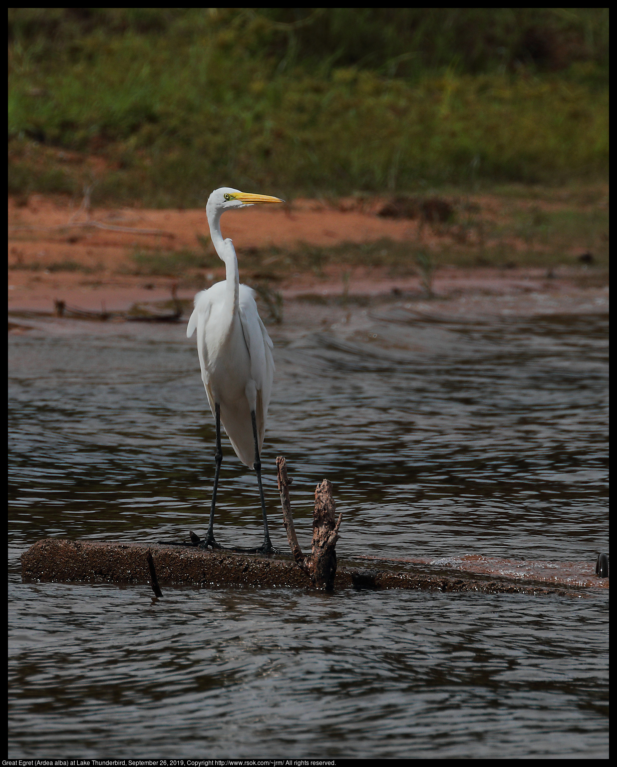 Great Egret (Ardea alba) at Lake Thunderbird, September 26, 2019