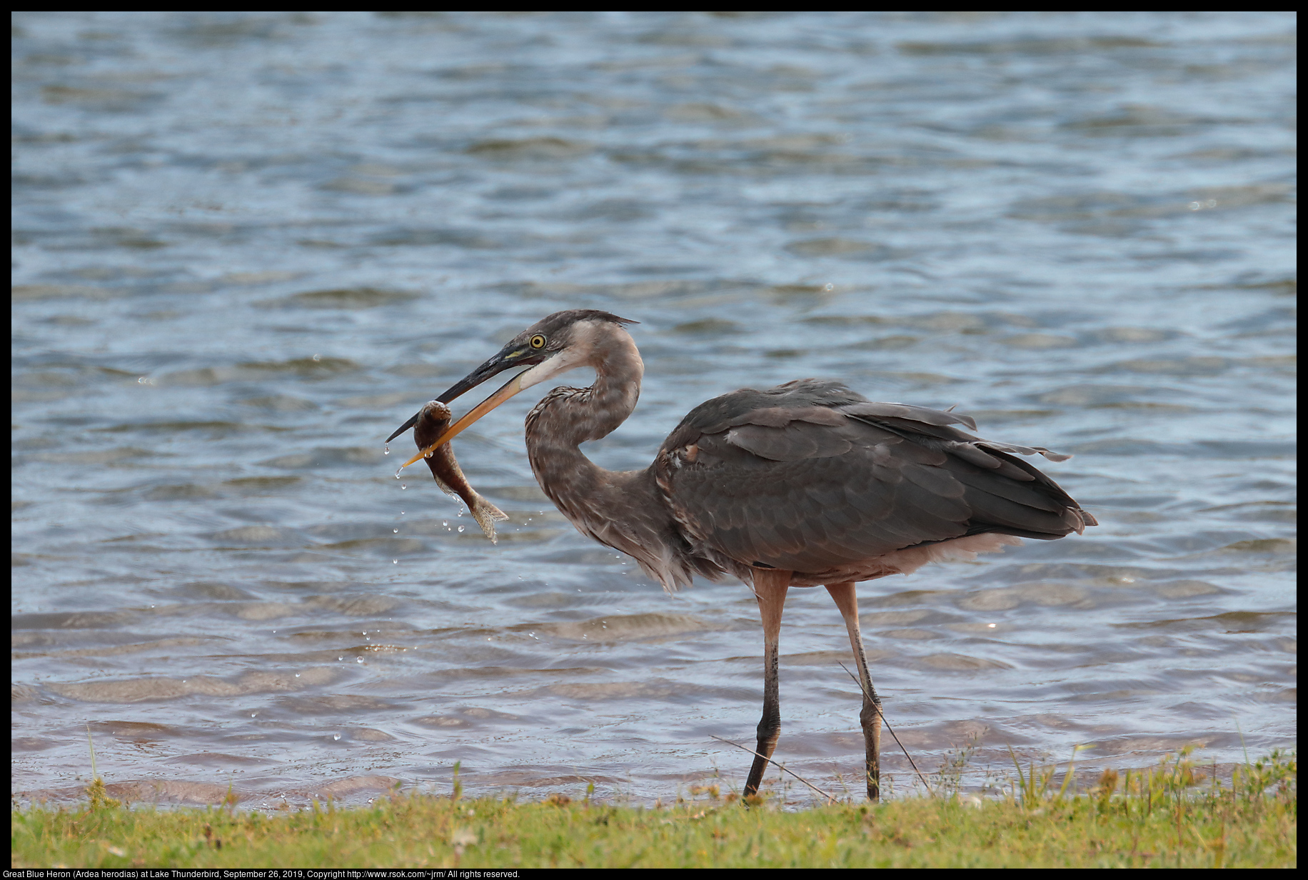 Great Blue Heron (Ardea herodias) at Lake Thunderbird, September 26, 2019