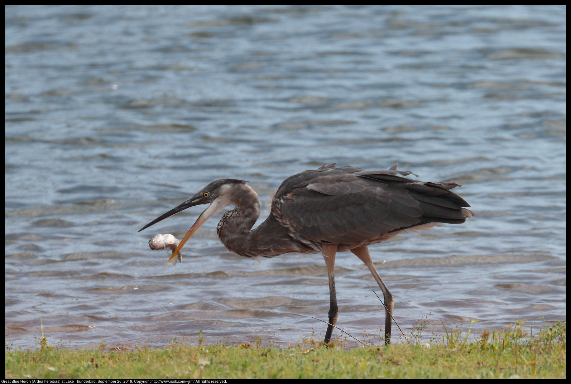 Great Blue Heron (Ardea herodias) at Lake Thunderbird, September 26, 2019