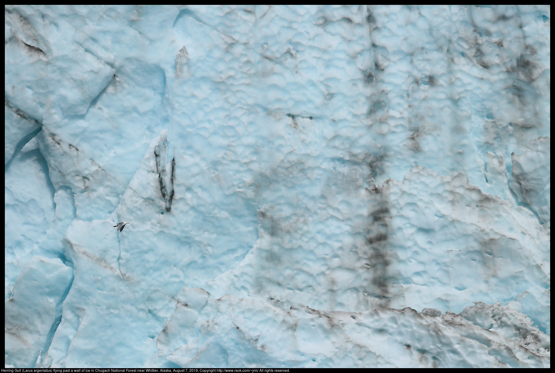 Herring Gull (Larus argentatus) flying past a wall of ice in Chugach National Forest near Whittier, Alaska, August 7, 2019