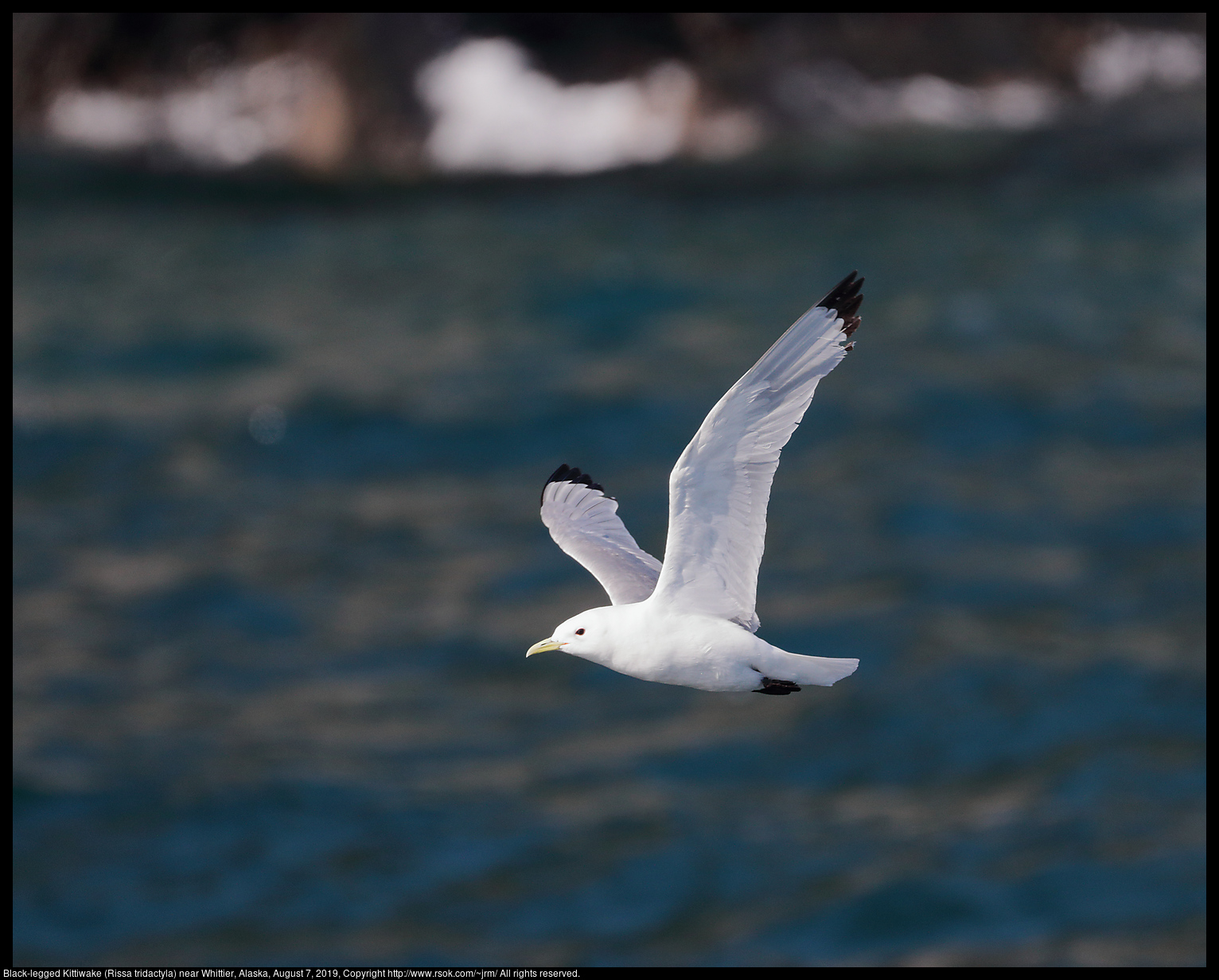 Black-legged Kittiwake (Rissa tridactyla) near Whittier, Alaska, August 7, 2019