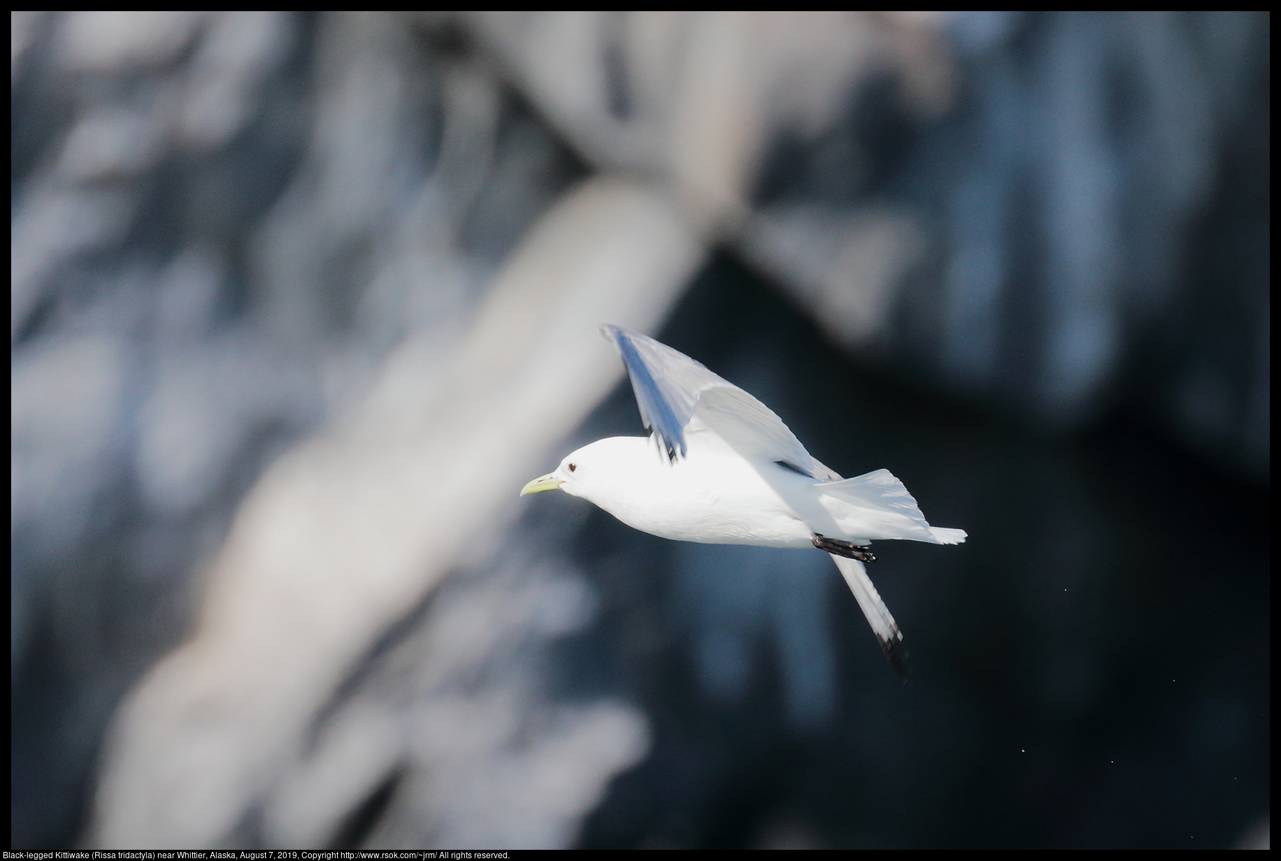 Black-legged Kittiwake (Rissa tridactyla) near Whittier, Alaska, August 7, 2019