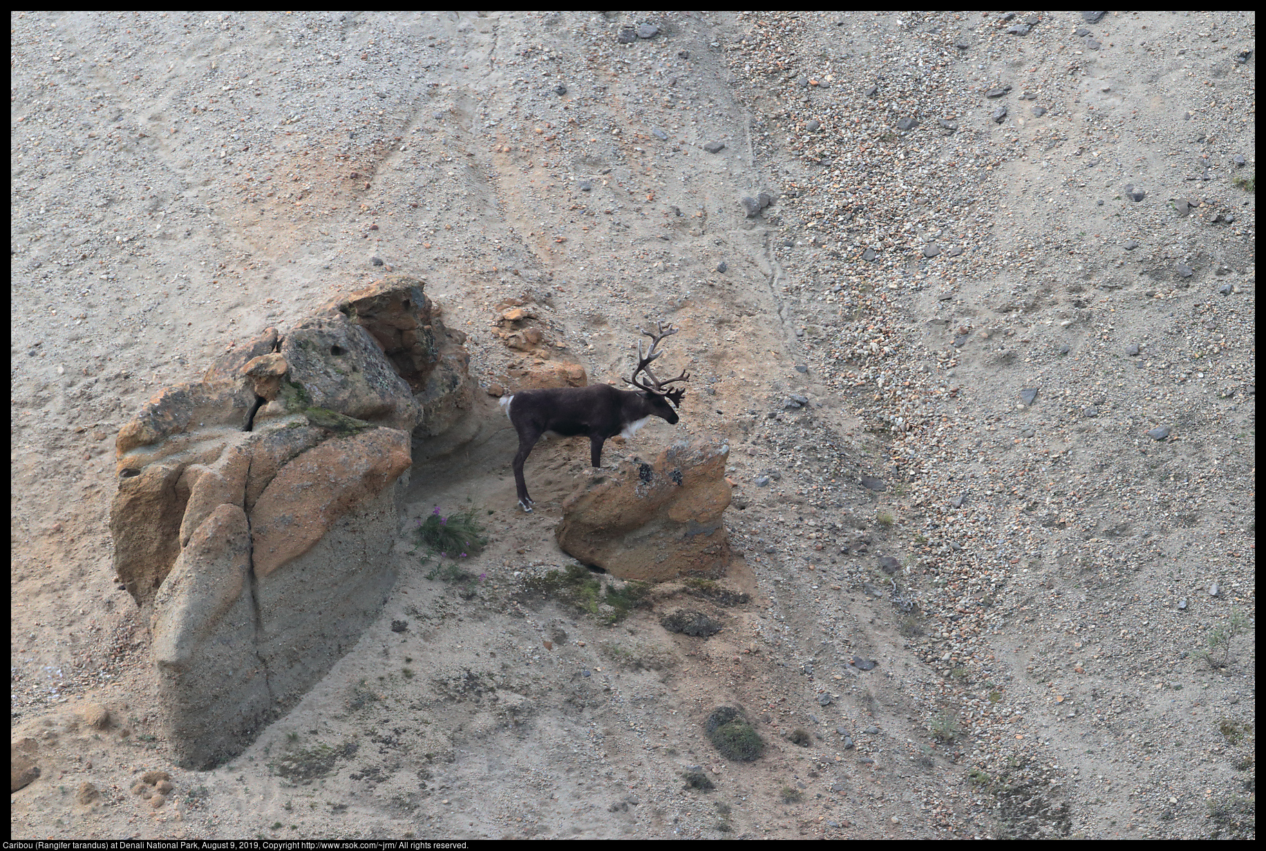 Caribou (Rangifer tarandus) at Denali National Park, August 9, 2019