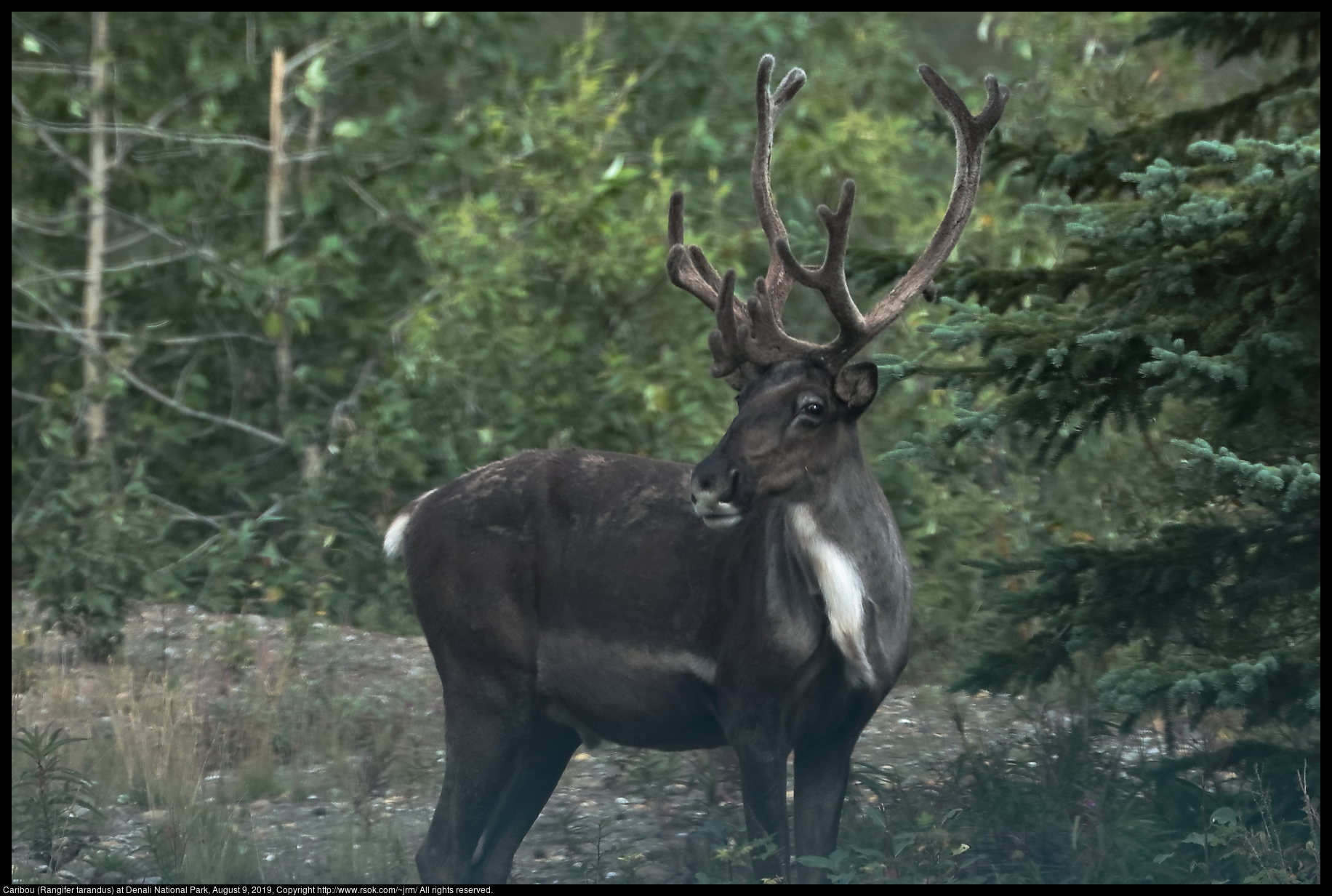 Caribou (Rangifer tarandus) at Denali National Park, August 9, 2019