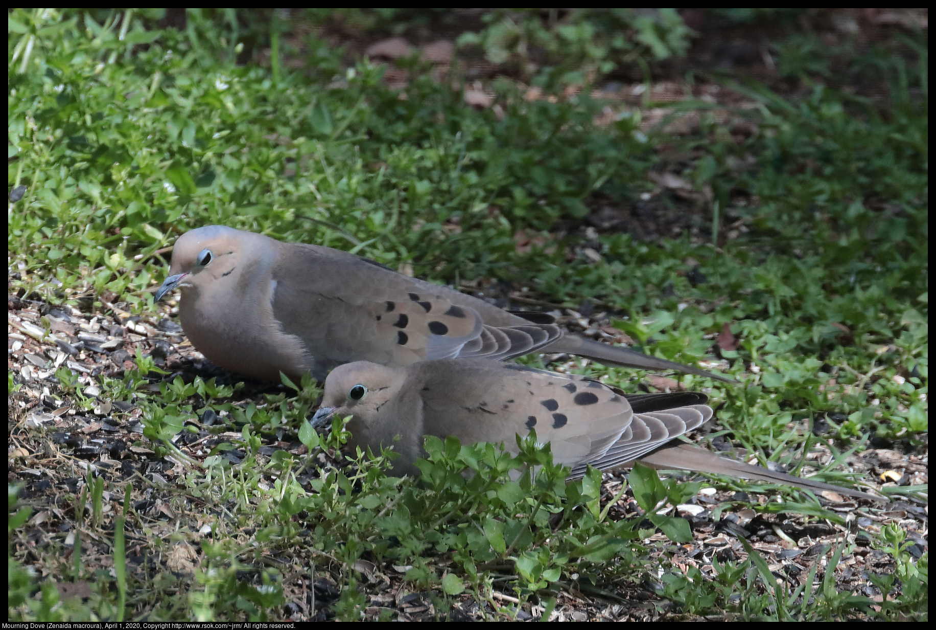 Mourning Dove (Zenaida macroura), April 1, 2020