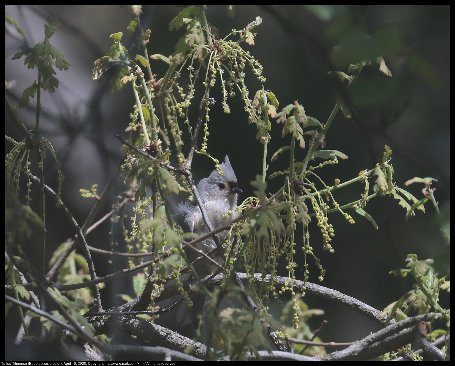 Tufted Titmouse (Baeolophus bicolor), April 10, 2020