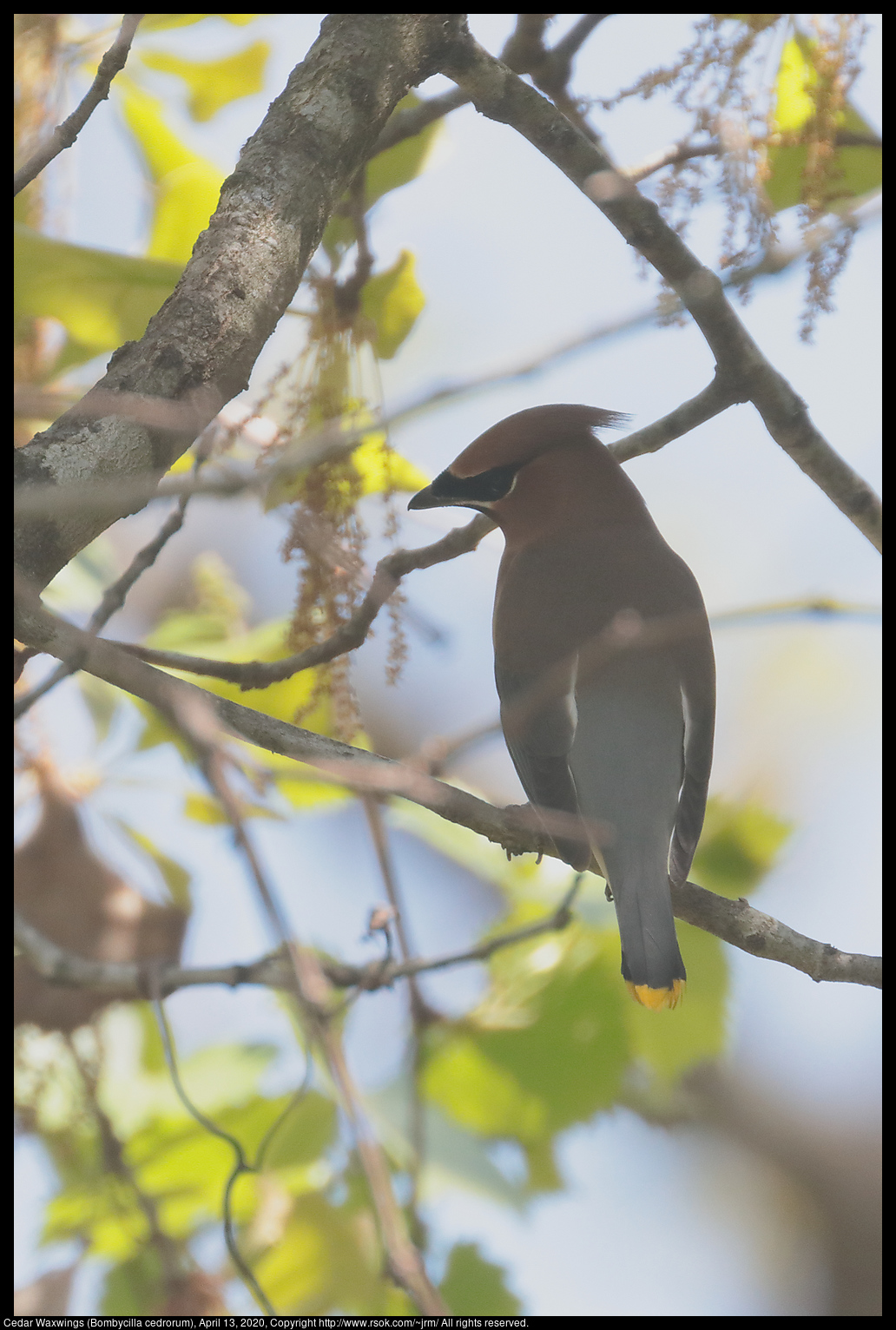 Cedar Waxwing (Bombycilla cedrorum), April 13, 2020