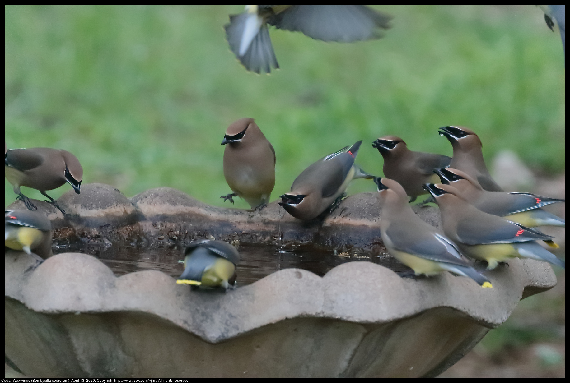 Cedar Waxwings (Bombycilla cedrorum), April 13, 2020