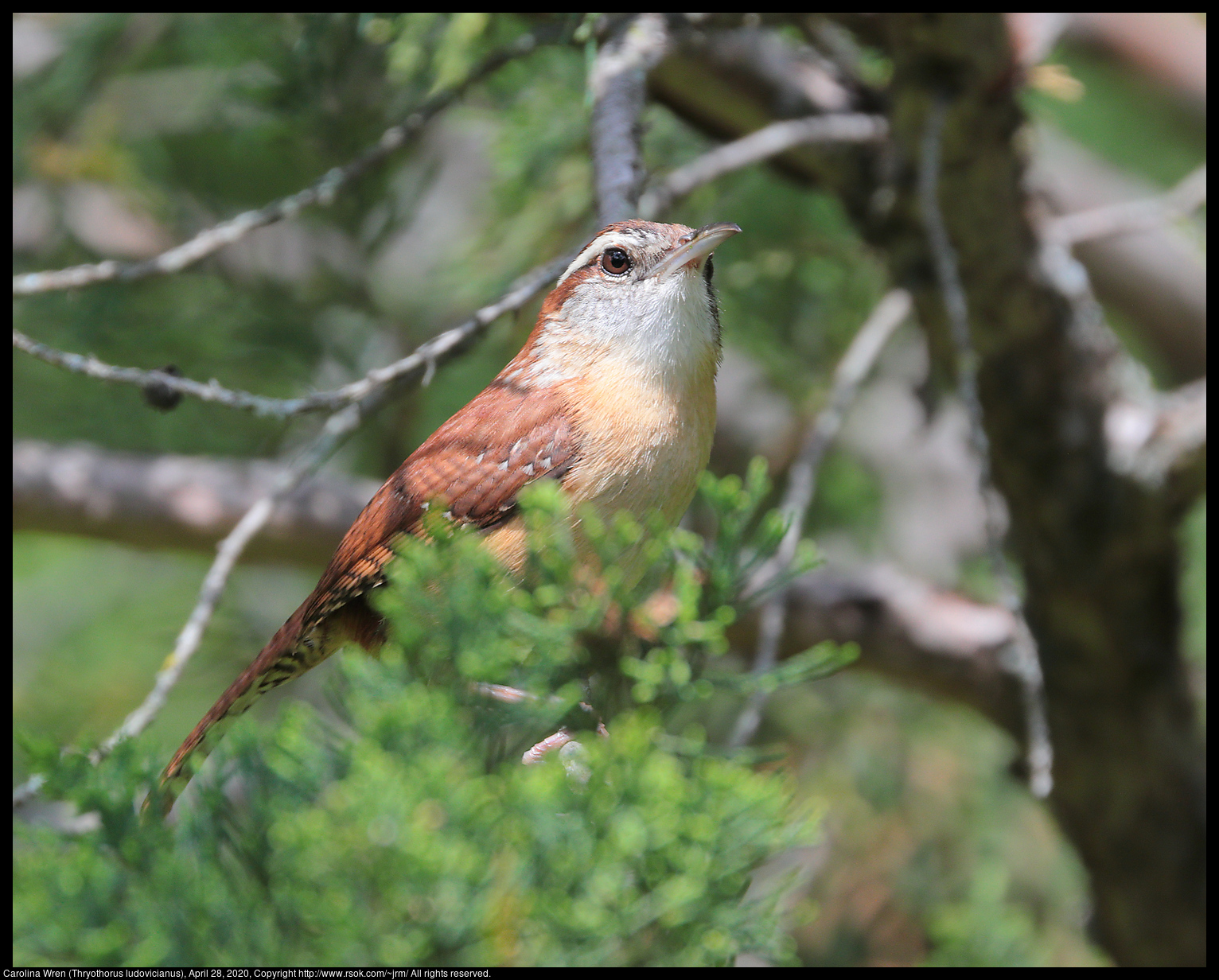 Carolina Wren (Thryothorus ludovicianus), April 28, 2020