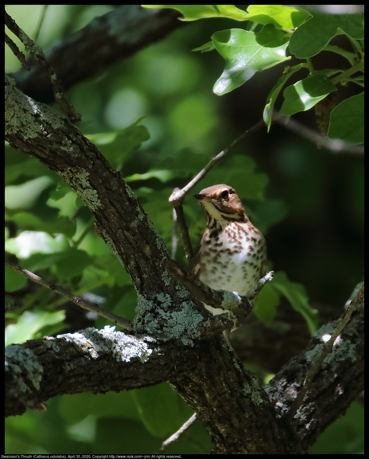 Swainson's Thrush (Catharus ustulatus) in Norman, Oklahoma on April 30, 2020