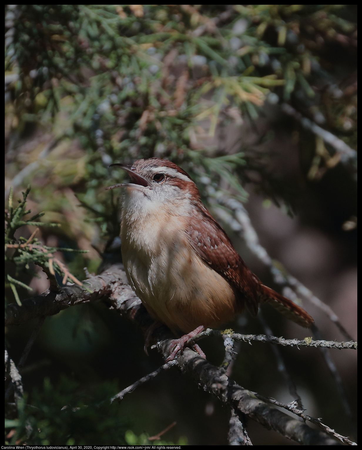 Carolina Wren (Thryothorus ludovicianus), April 30, 2020