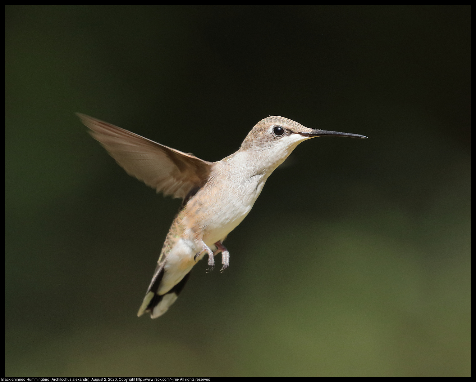 Ruby-throated Hummingbird (Archilochus colubris), August 2, 2020