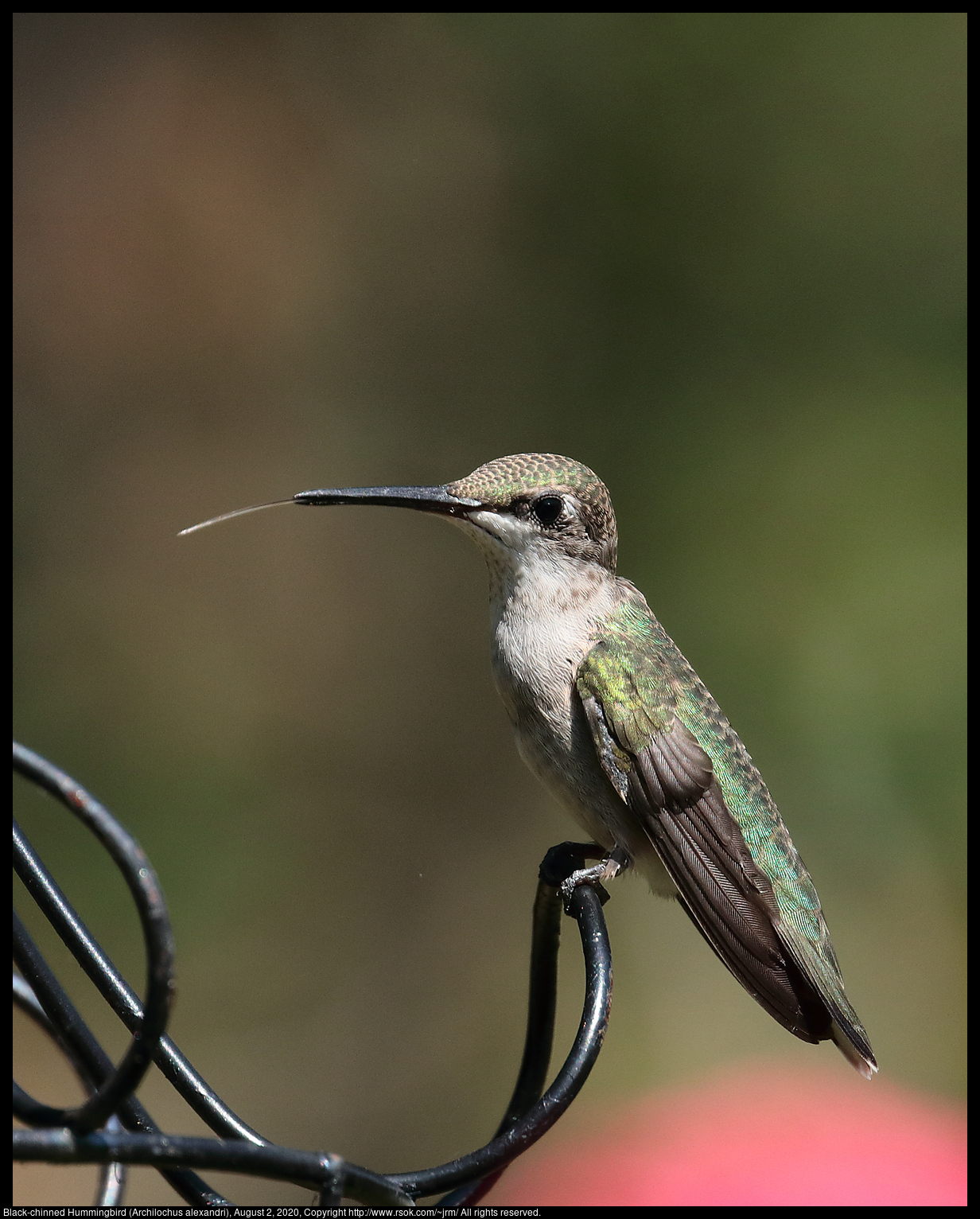 Ruby-throated Hummingbird (Archilochus colubris), August 2, 2020