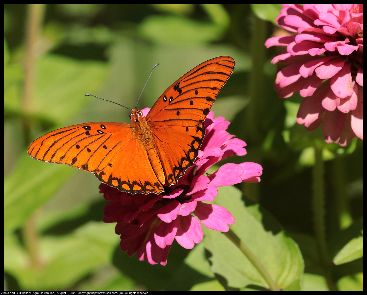 Zinnia and Gulf fritillary (Agraulis vanillae), August 2, 2020