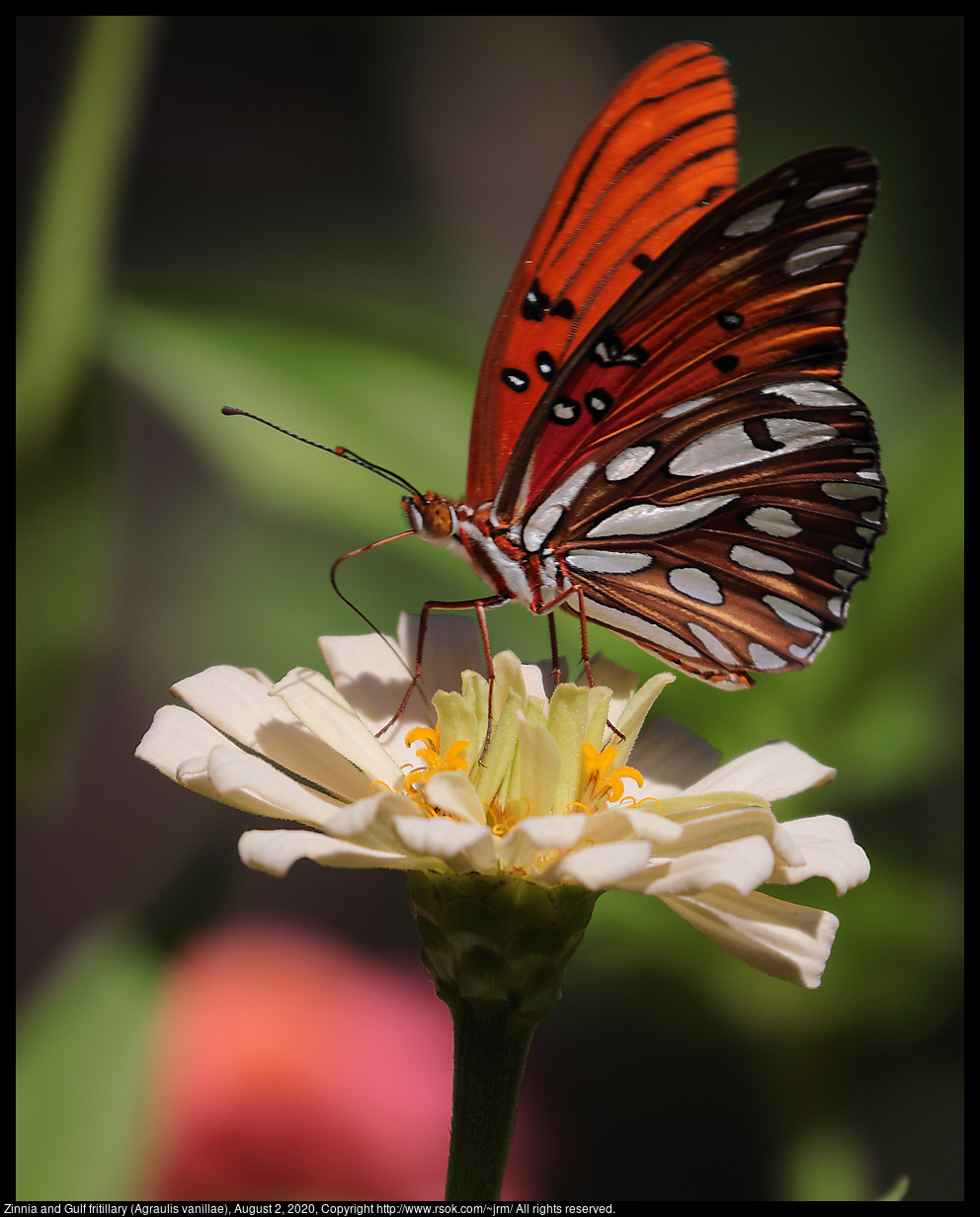 Zinnia and Gulf fritillary (Agraulis vanillae), August 2, 2020