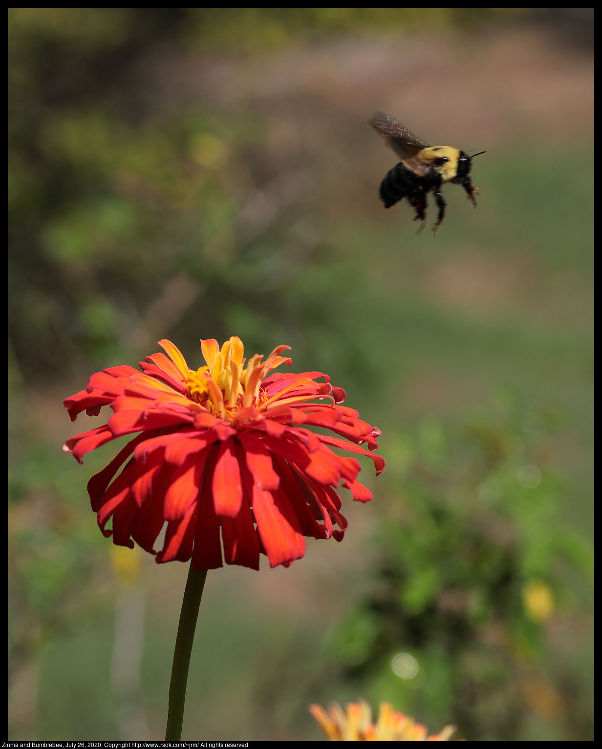 Zinnia and Bumblebee, July 26, 2020