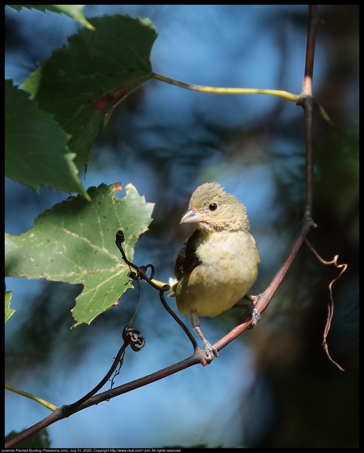 Juvenile Painted Bunting (Passerina ciris), July 31, 2020