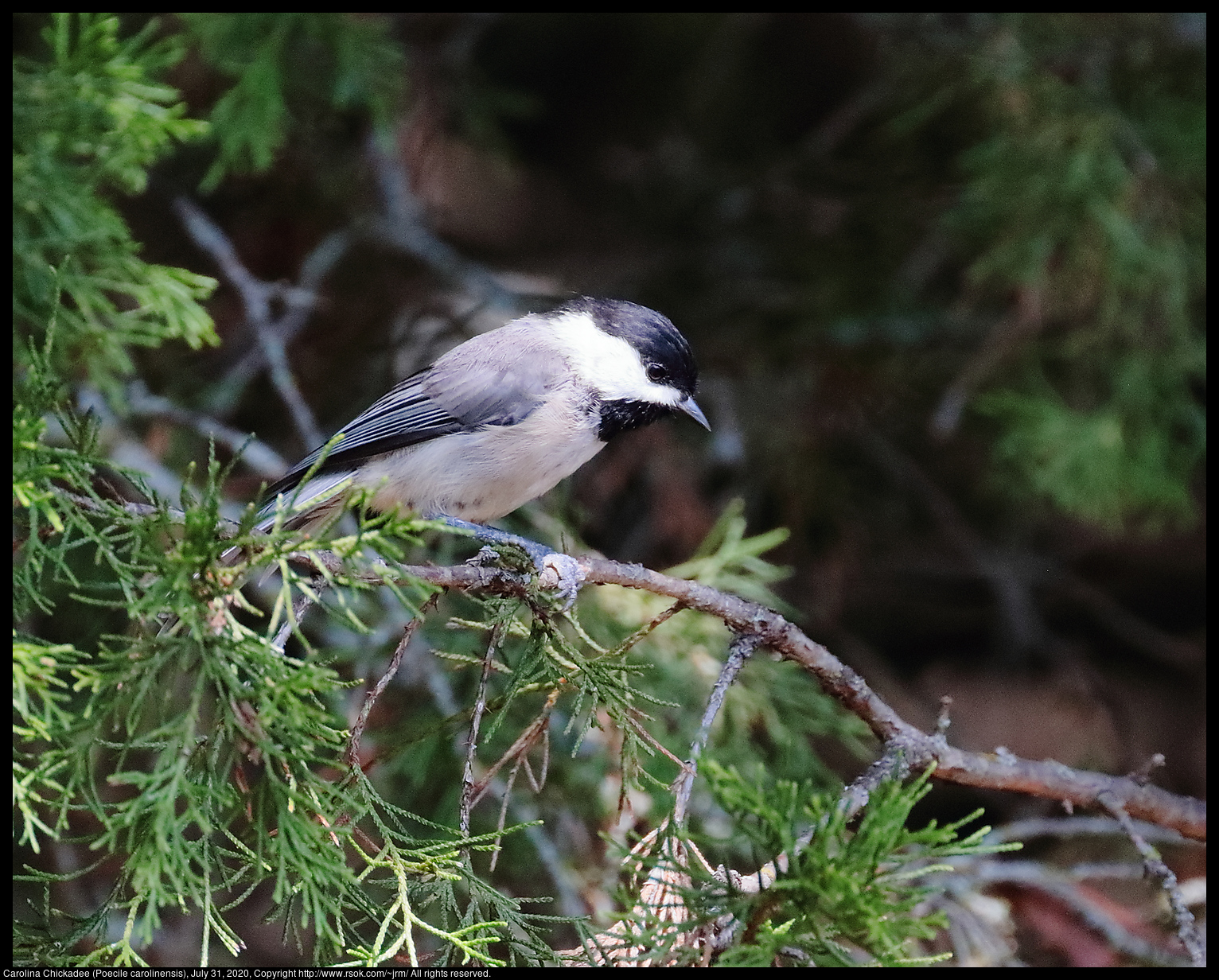 Carolina Chickadee (Poecile carolinensis), July 31, 2020