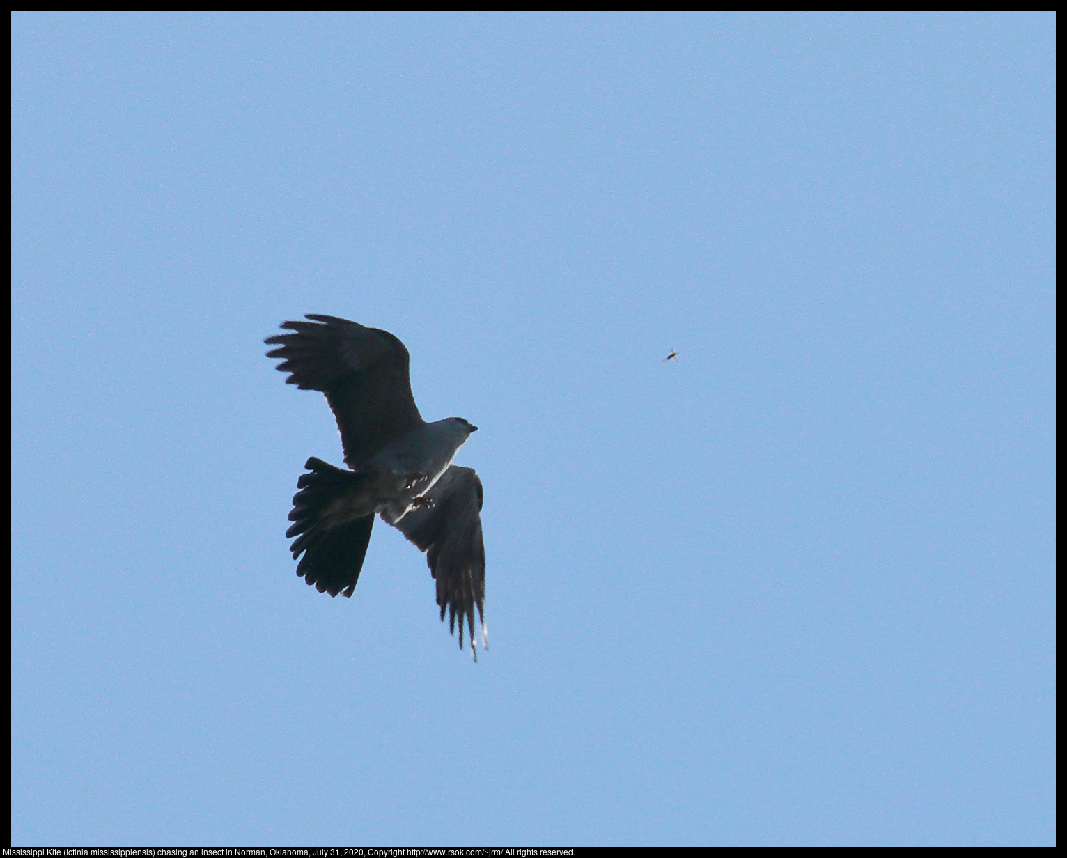 Mississippi Kite (Ictinia mississippiensis) chasing an insect in Norman, Oklahoma, July 31, 2020