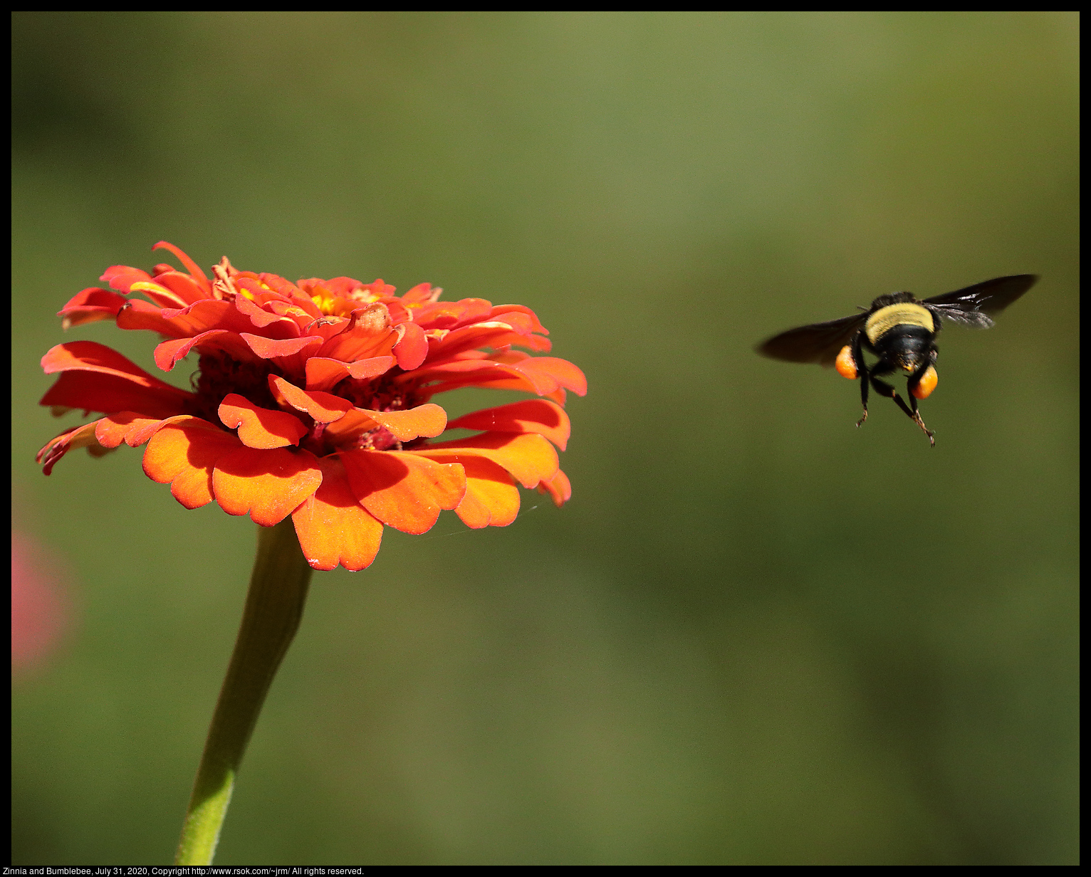 Zinnia and Bumblebee, July 31, 2020