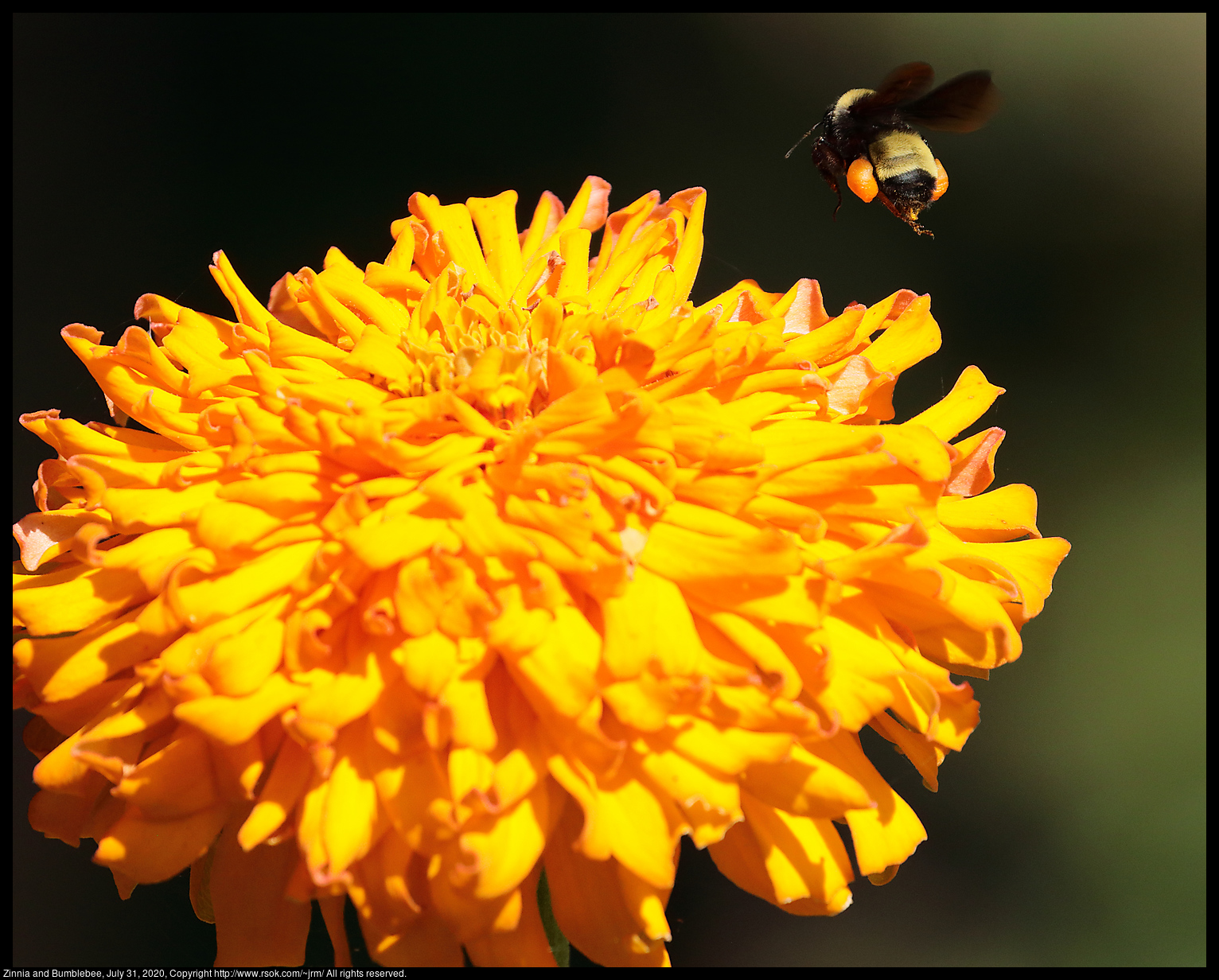 Zinnia and Bumblebee, July 31, 2020